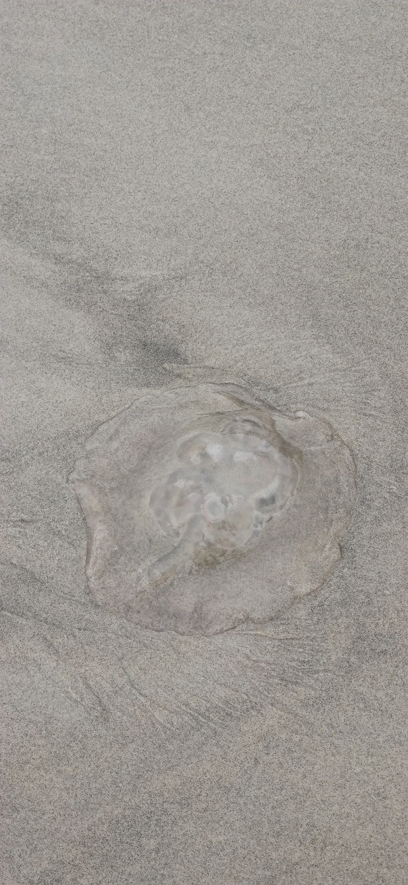 Água-viva-lua-do-golfo (Aurelia marginalis), cnidários, fotografado em Maresias, São Sebastião
