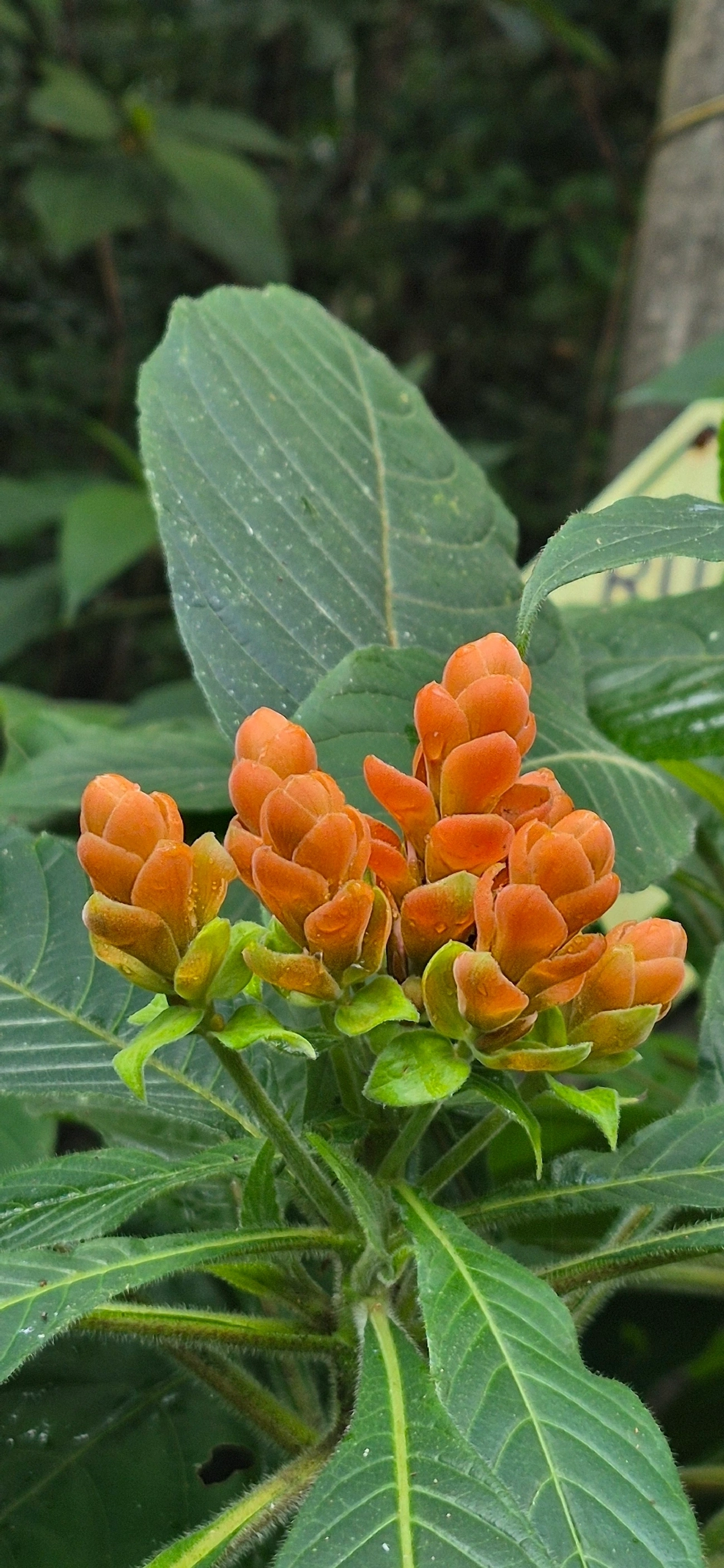 Afelandra-coral (Aphelandra sinclairiana), plantas, fotografado em Camburí, São Sebastião