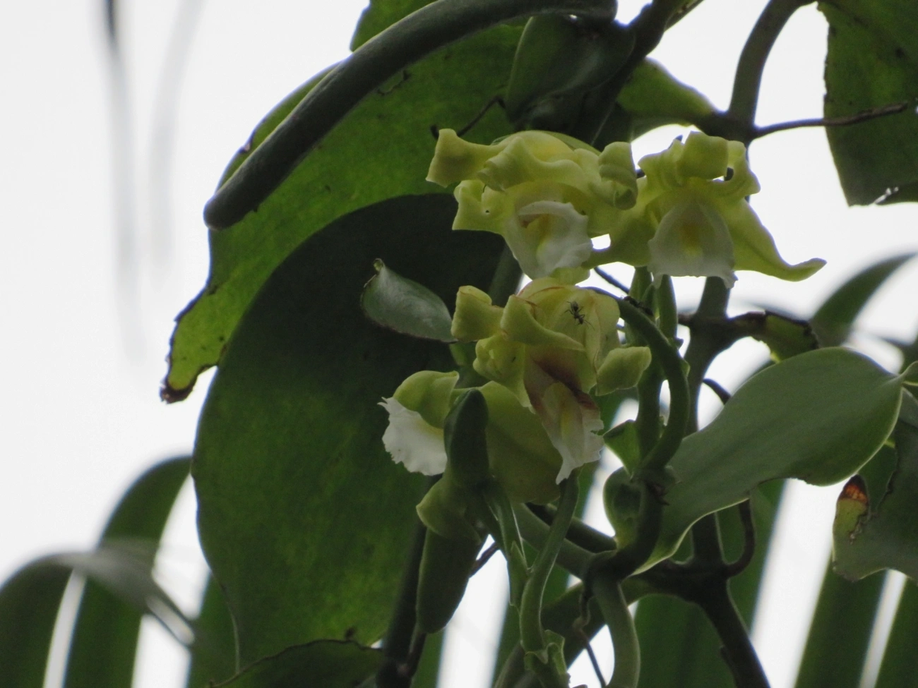 Baunilha (Vanilla arcuata), plantas, fotografado em Maresias, São Sebastião