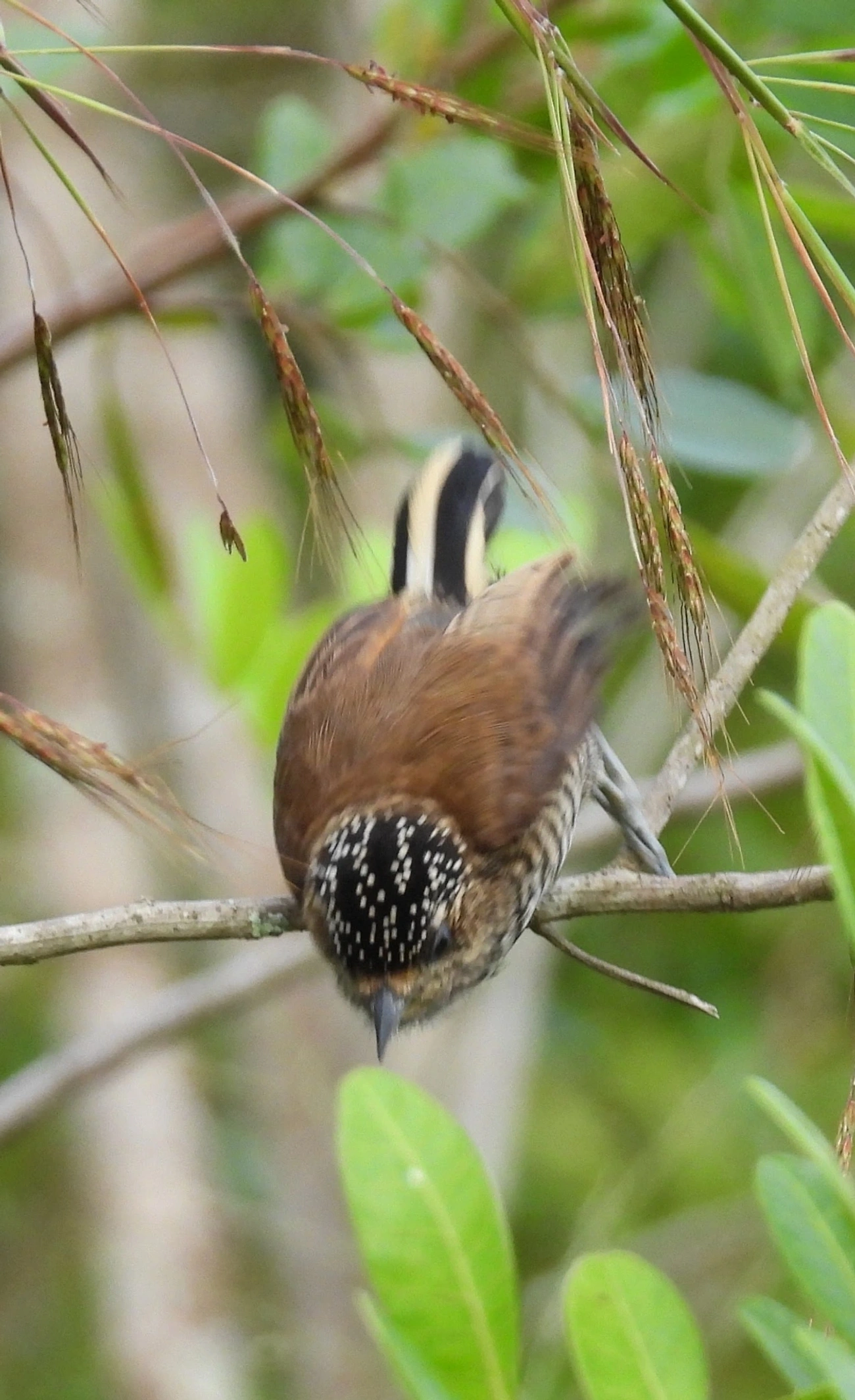 Pica-pau-anão-barrado (Picumnus cirratus), aves, fotografado em Perequê, Ilhabela