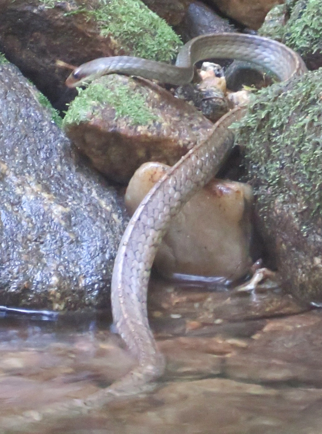 Urupiagara (Chironius fuscus), répteis, fotografado em Maresias, São Sebastião