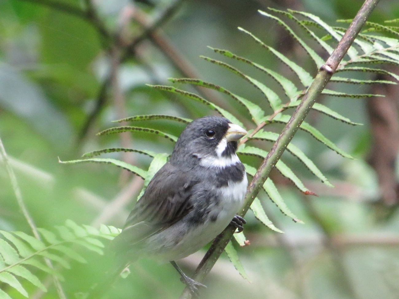 Coleirinho (Sporophila caerulescens), aves, fotografado em Maresias, São Sebastião