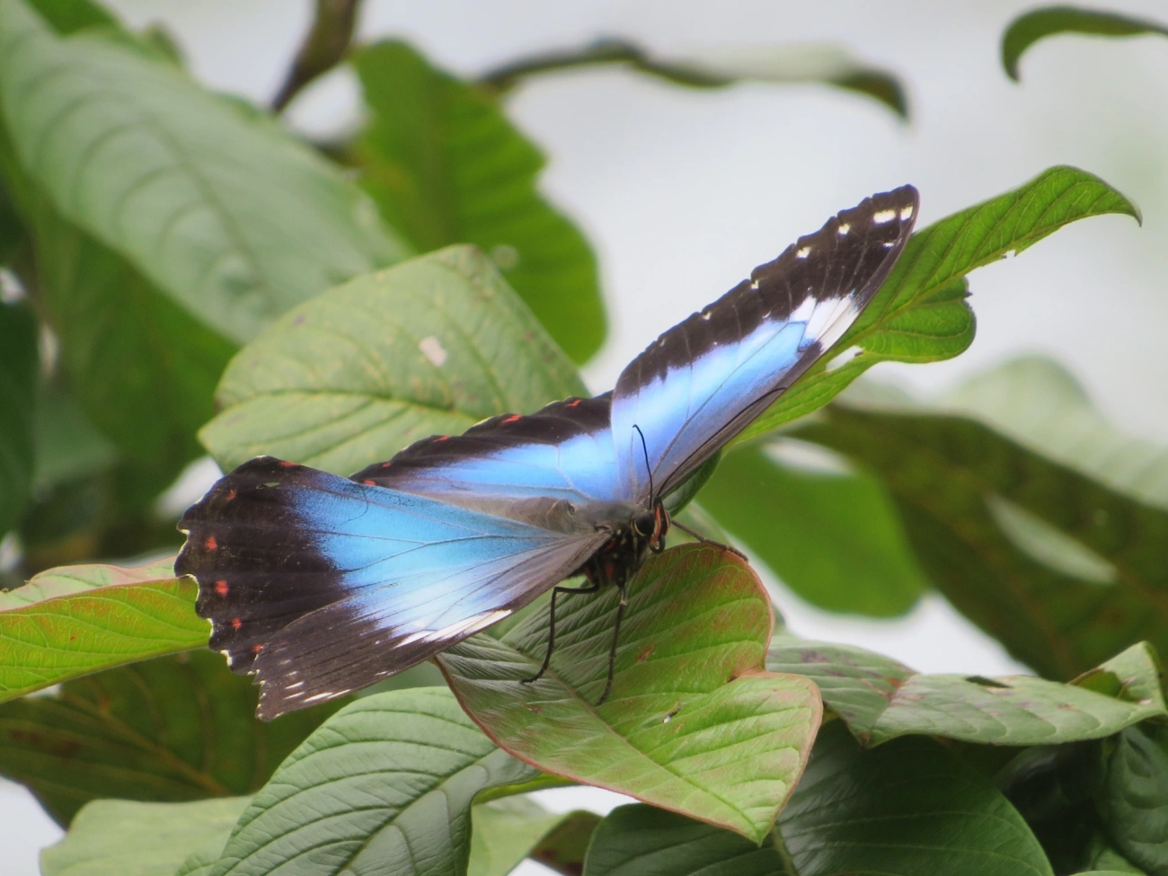 Capitão-do-mato (Morpho helenor), insetos, fotografado em Maresias, São Sebastião