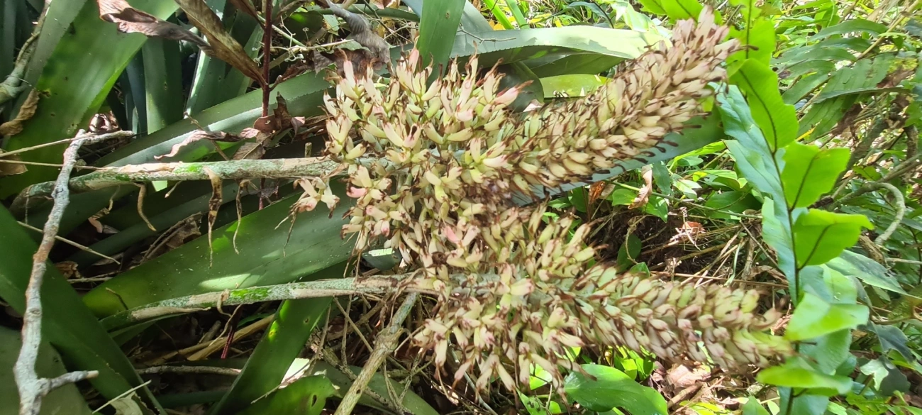 Gravata (Aechmea coelestis), plantas, fotografado em Maresias, São Sebastião
