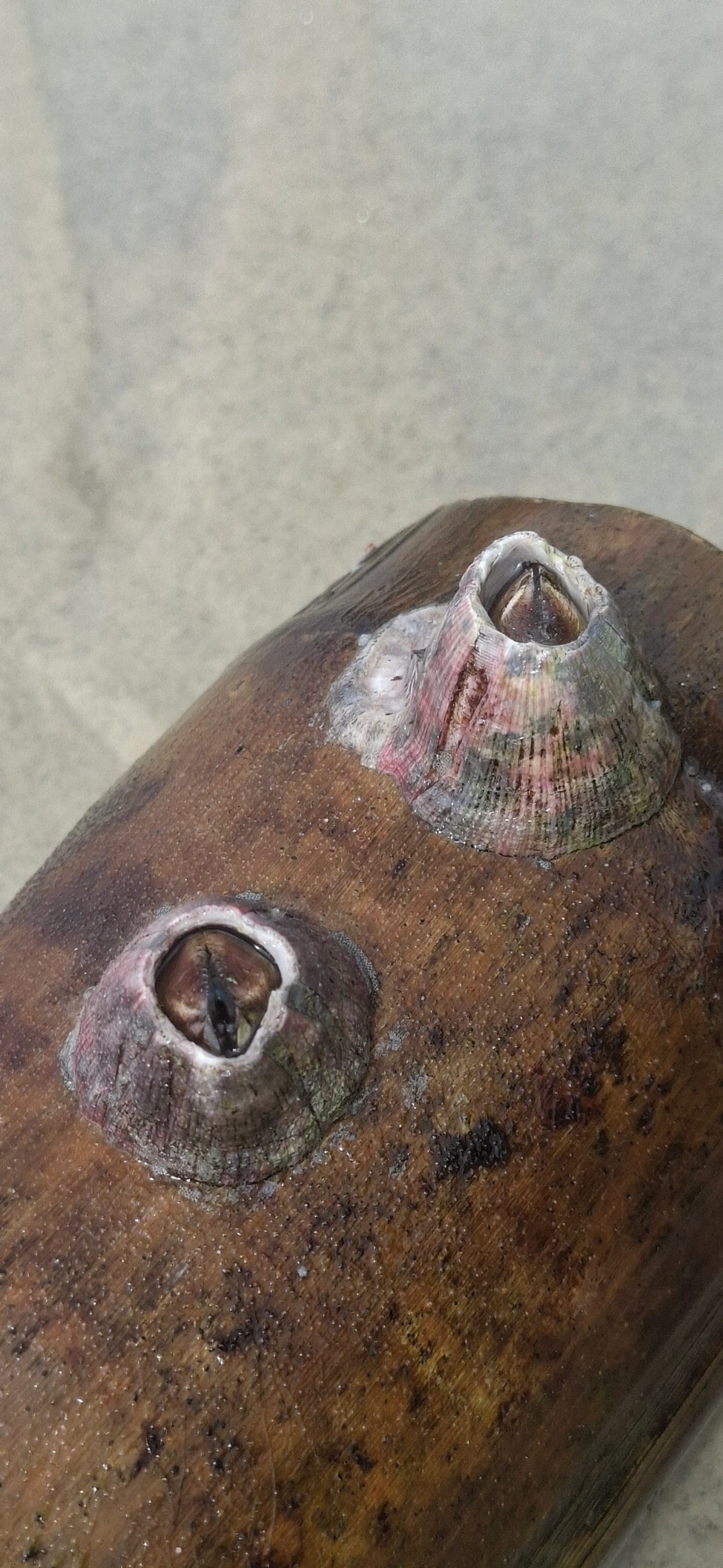 Balanidae, crustáceos, fotografado em Maresias, São Sebastião
