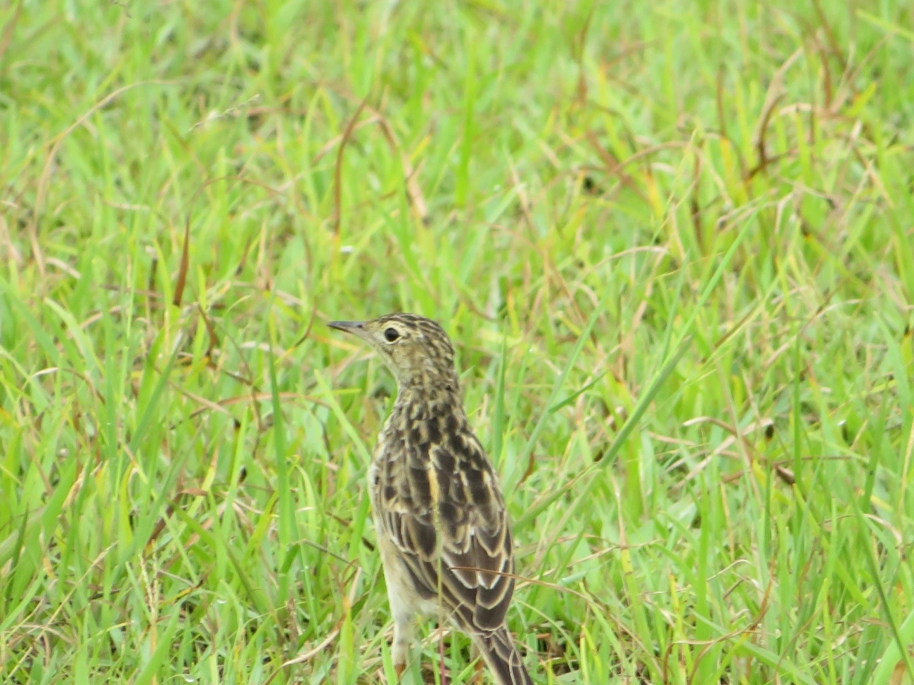 Caminheiro-zumbidor (Anthus chii), aves, fotografado em Maresias, São Sebastião