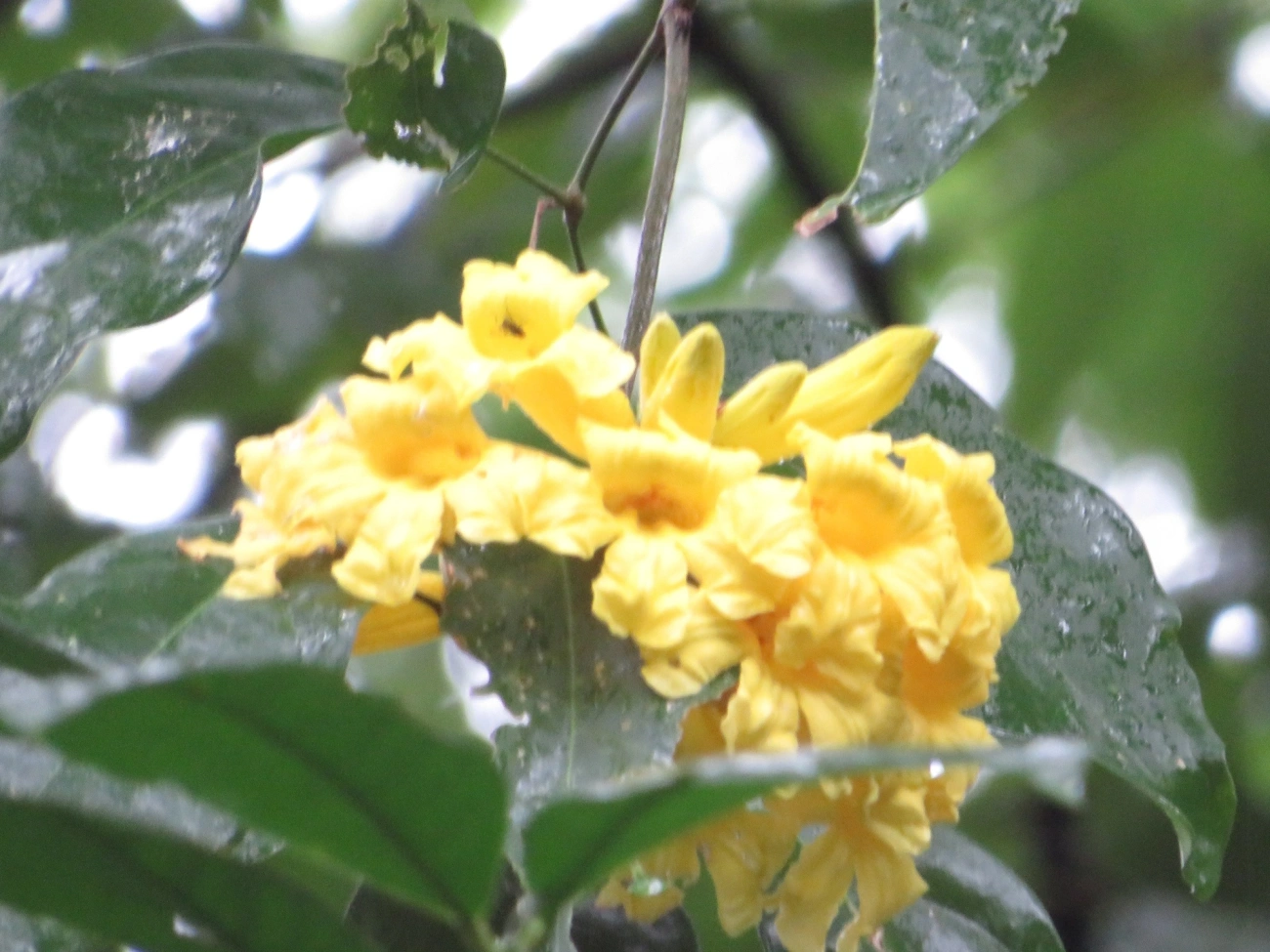 Bignoniaceae, plantas, fotografado em Maresias, São Sebastião
