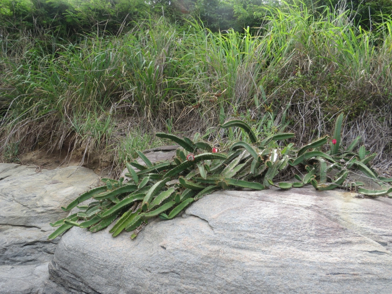 Mandacaru-da-praia (Cereus fernambucensis), plantas, fotografado em Ilhabela