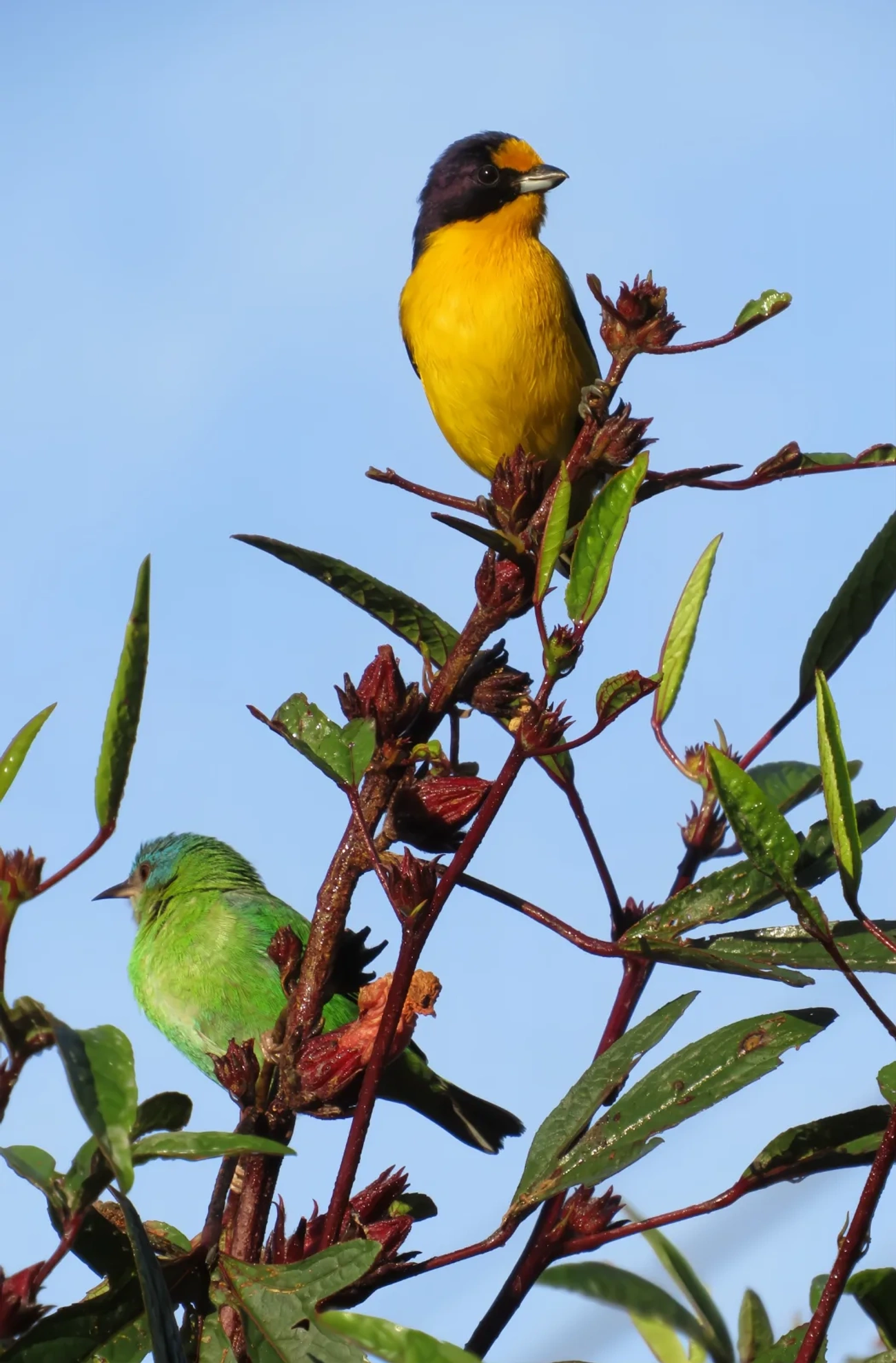 Gaturamo-verdadeiro (Euphonia violacea), aves, fotografado em Maresias, São Sebastião