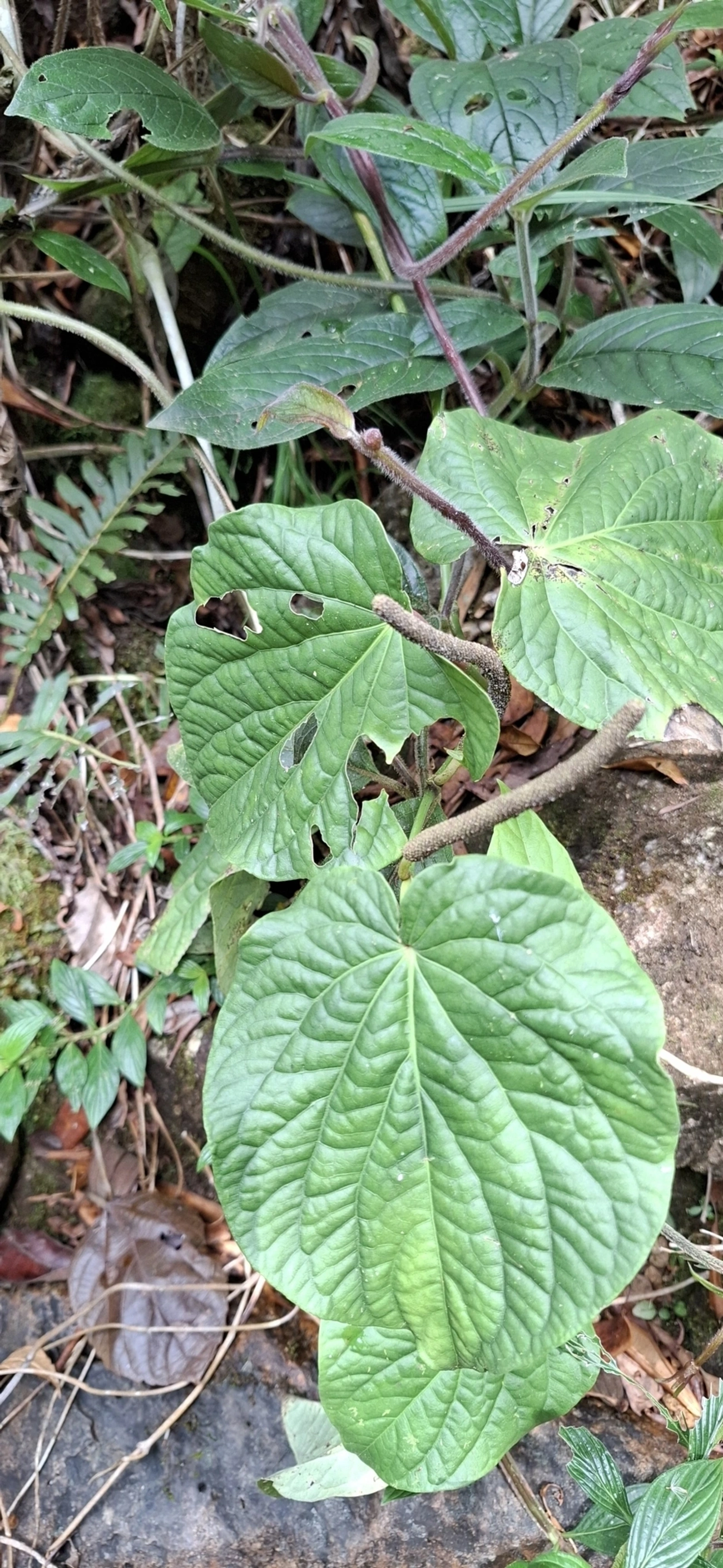 Piper, plantas, fotografado em Itamonte