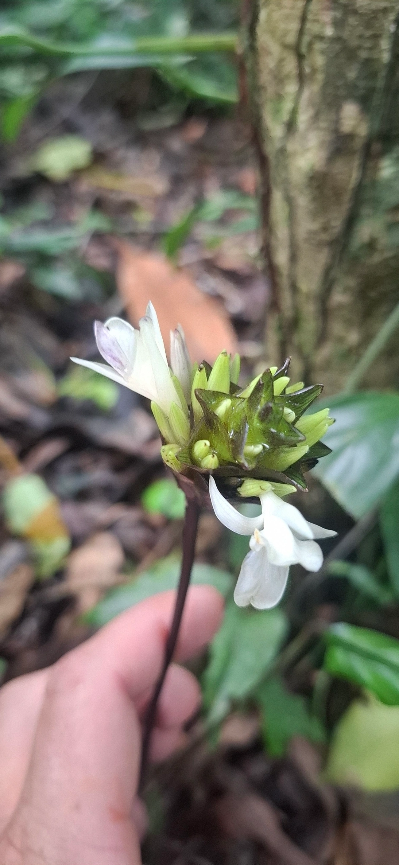 Plantas (Plantae), plantas, fotografado em Maresias, São Sebastião