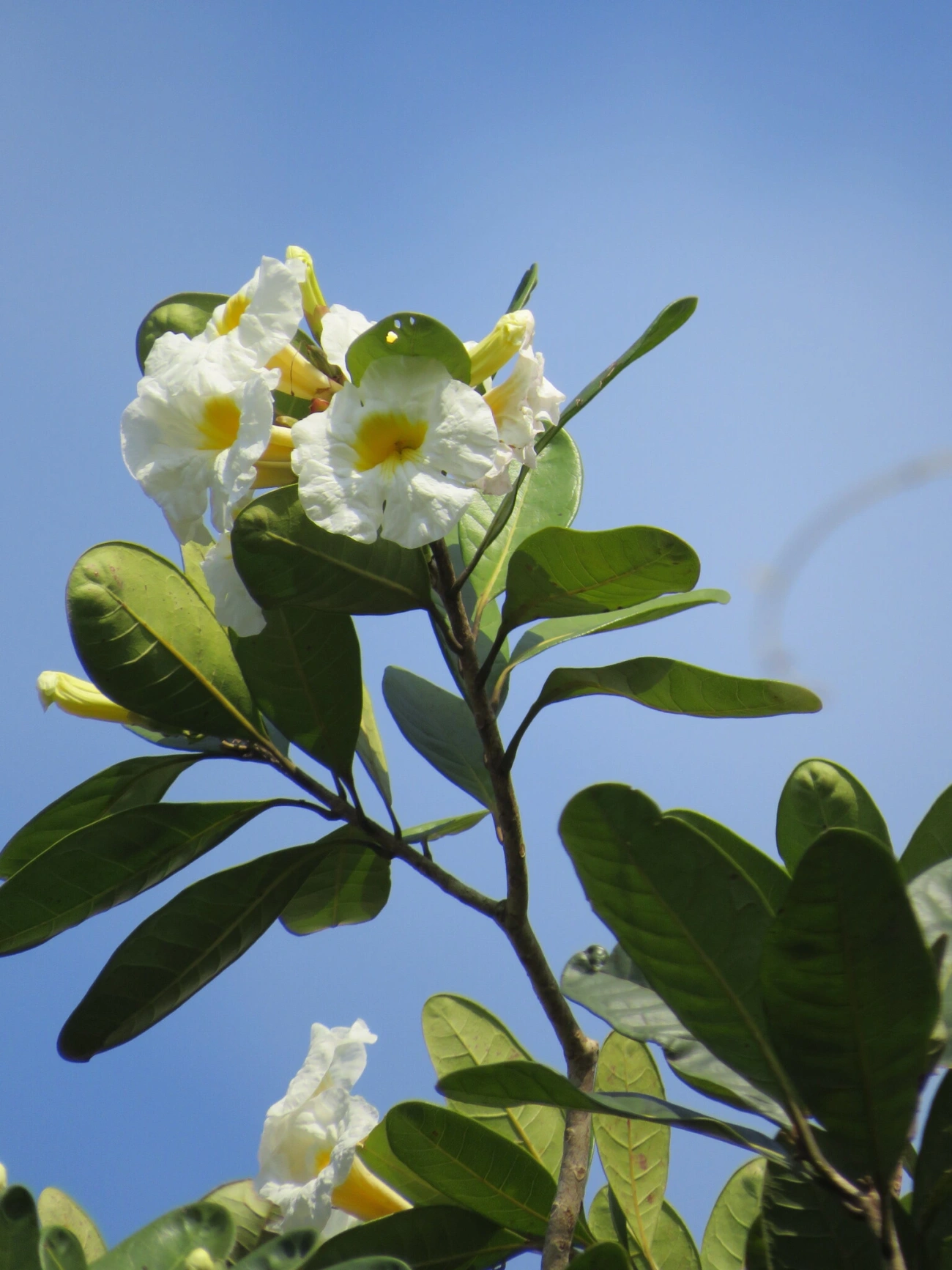 Caixeta (Tabebuia cassinoides), plantas, fotografado em São Paulo