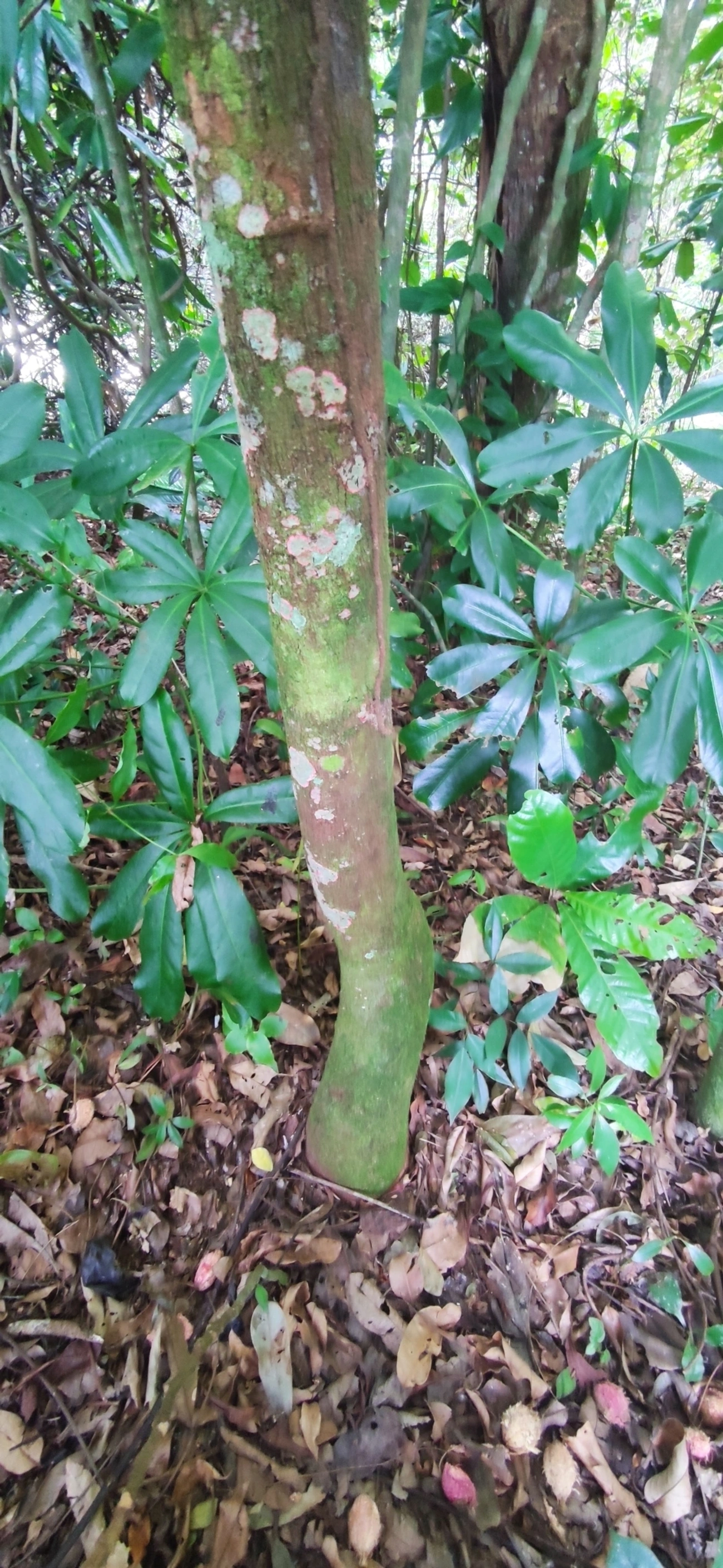 Ingarana (Jupunba trapezifolia micradenia), plantas, fotografado em Maresias, São Sebastião
