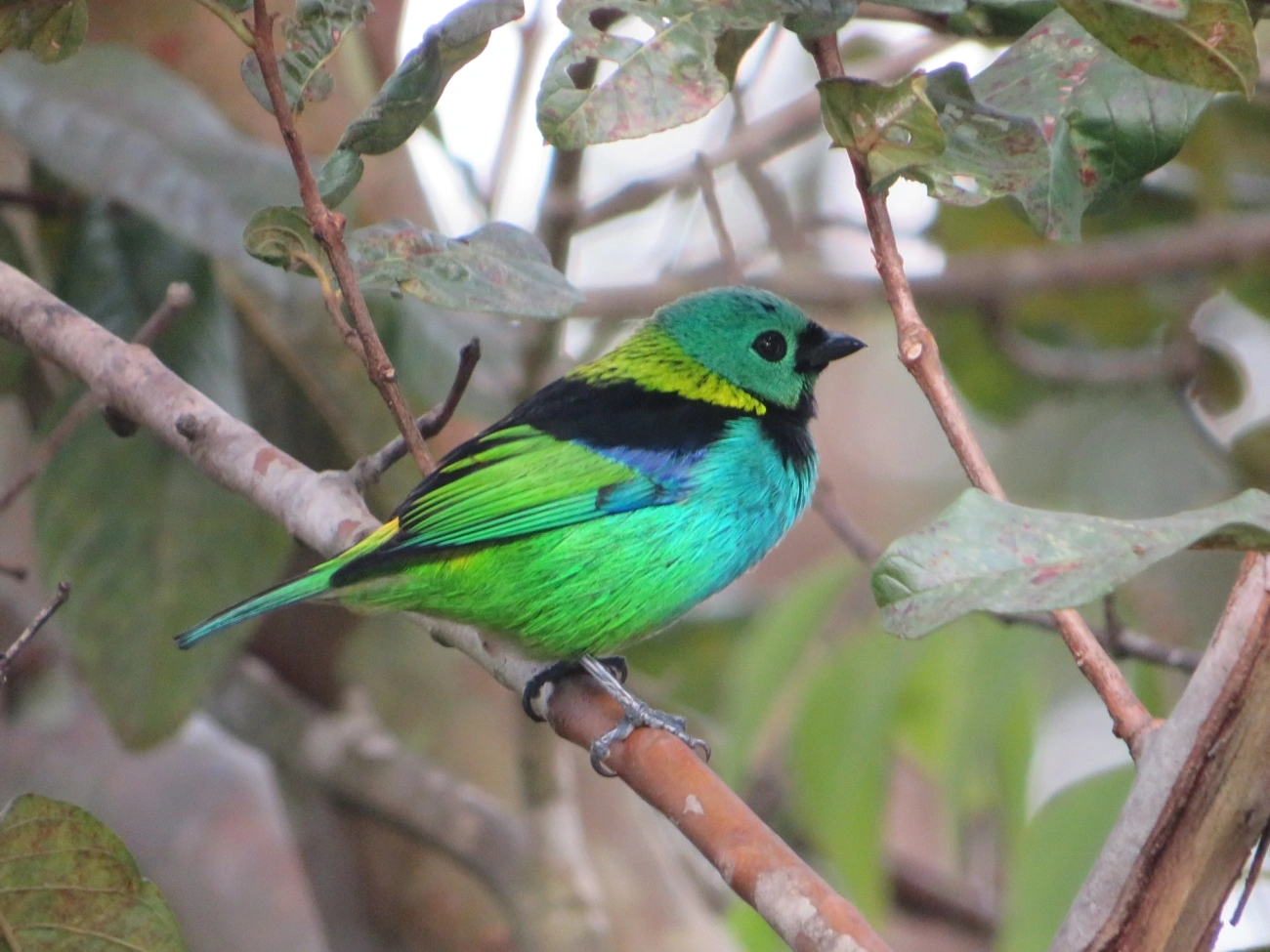 Saíra-sete-cores (Tangara seledon), aves, fotografado em Maresias, São Sebastião