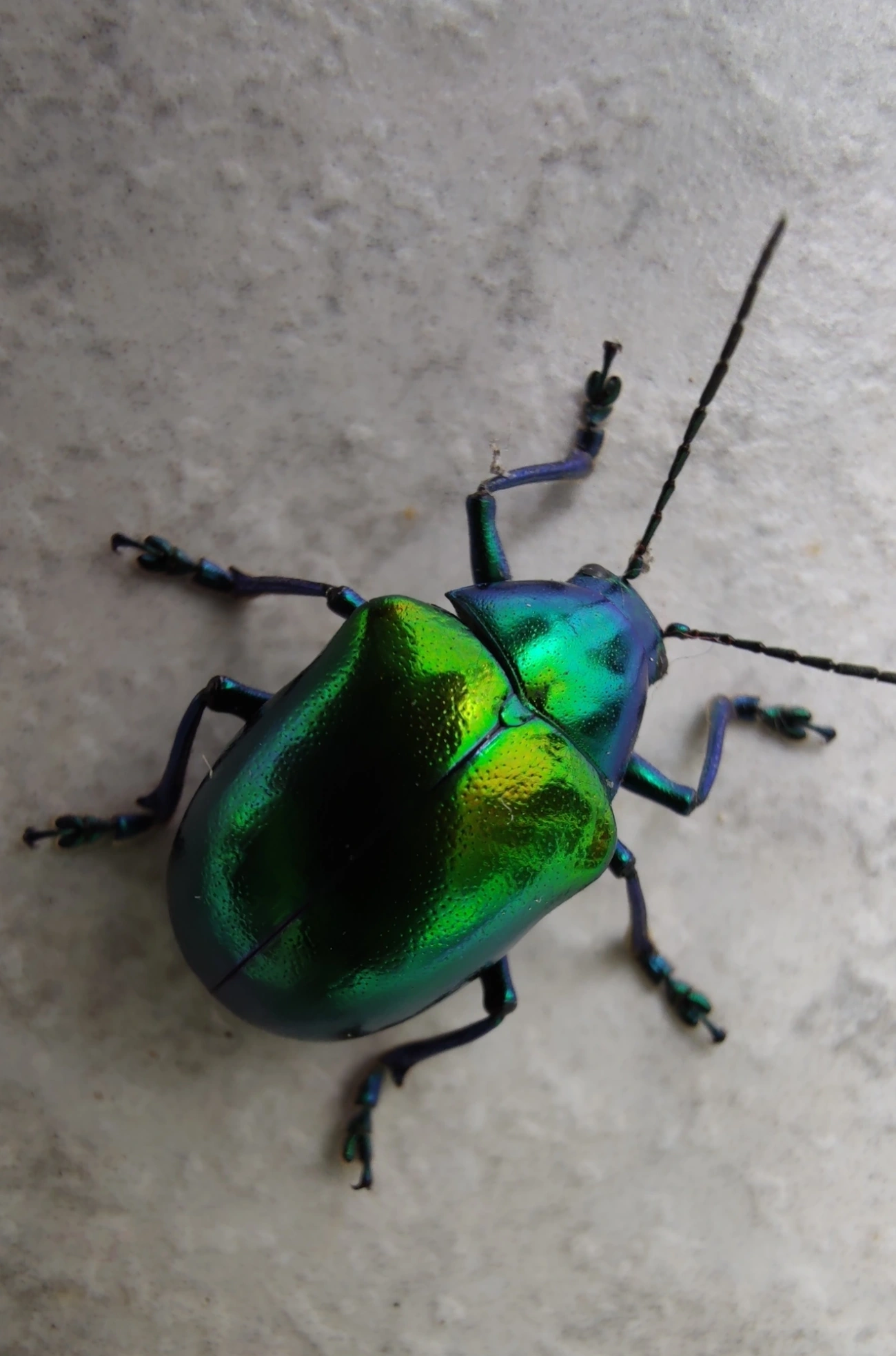 Eumolpus ignitus, insetos, fotografado em Maresias, São Sebastião