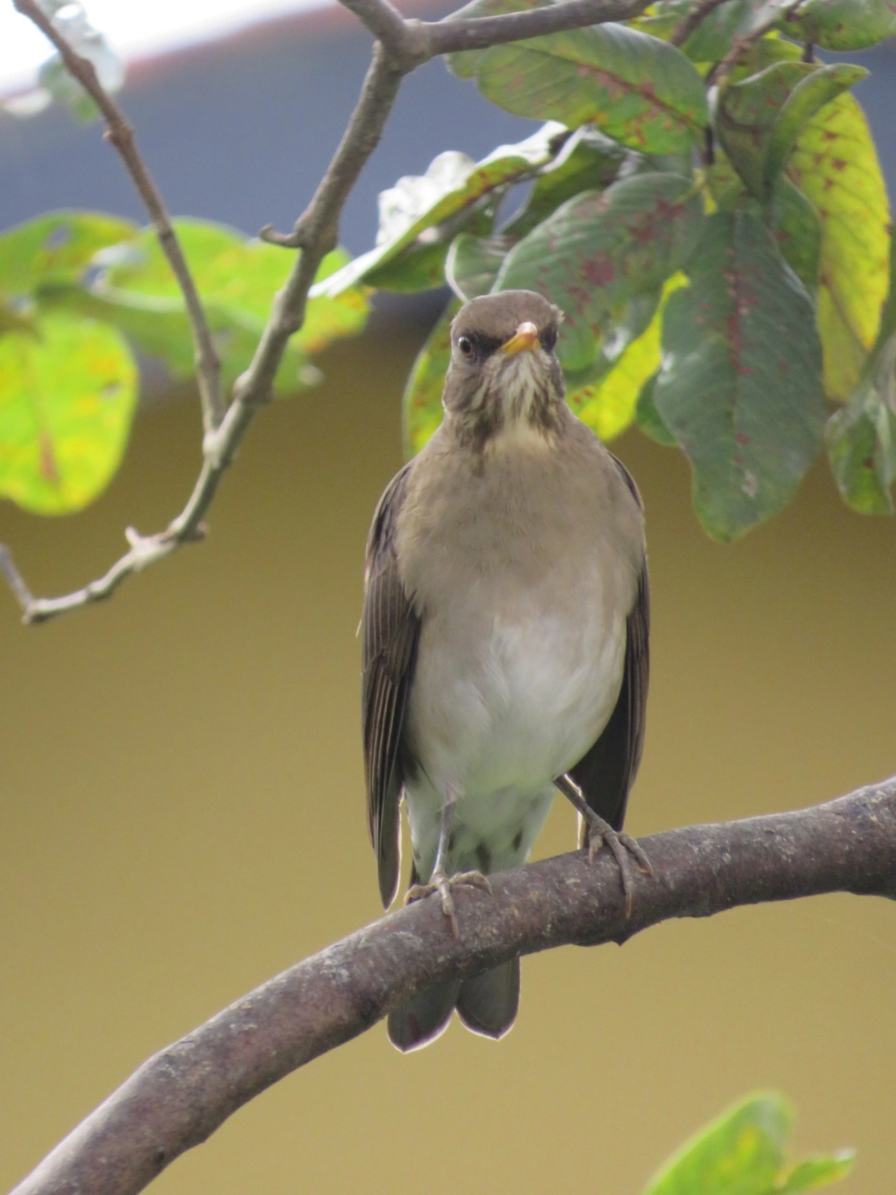Sabiá-poca (Turdus amaurochalinus), aves, fotografado em Maresias, São Sebastião