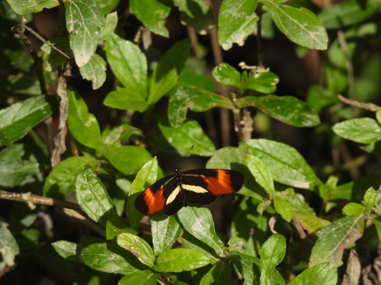 Falsa-erato (Eresia lansdorfi), insetos, fotografado em Maresias, São Sebastião