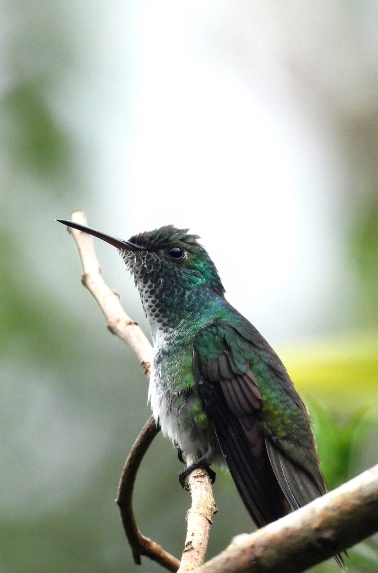 Beija-flor-de-banda-branca (Chrysuronia versicolor), aves, fotografado em Maresias, São Sebastião