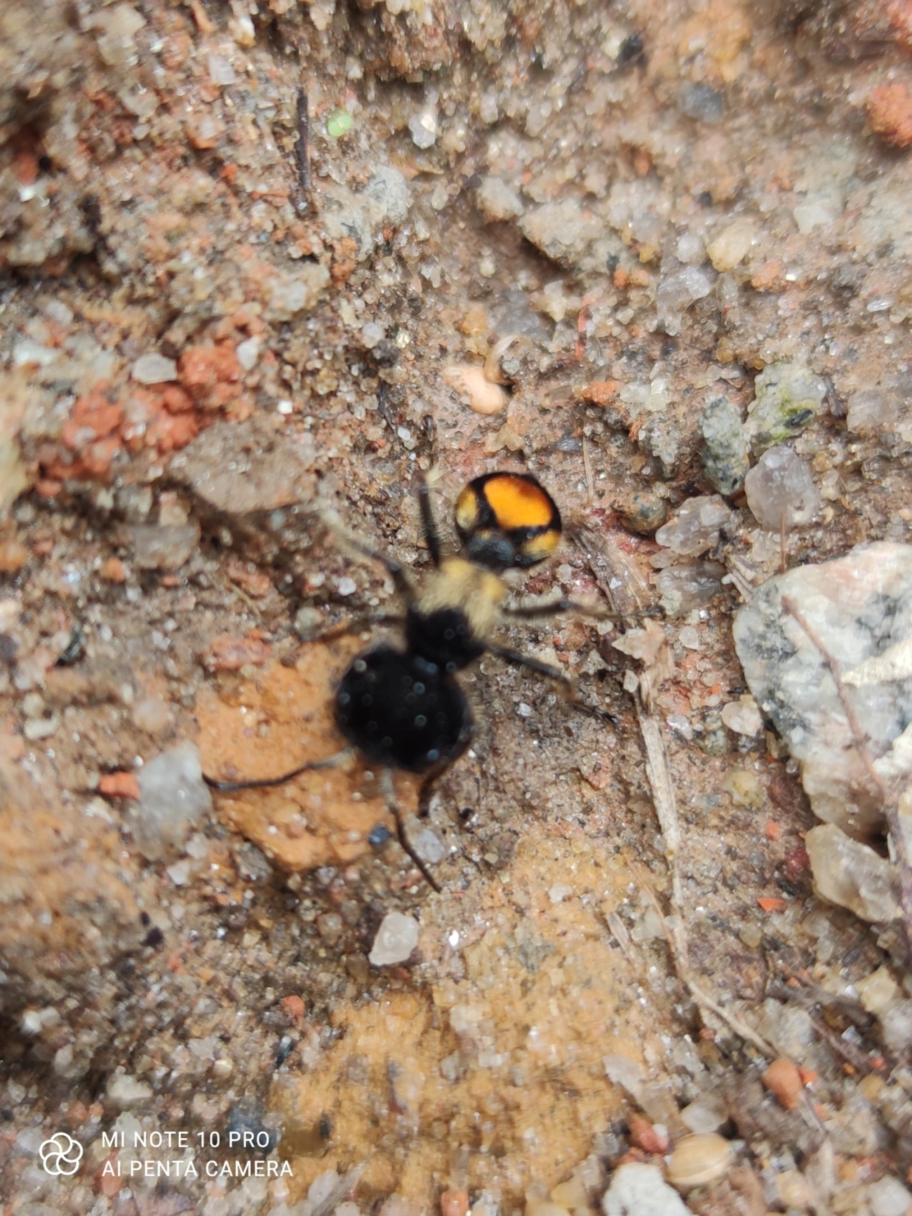 Stafilinídeo (Hoplocrates cephalotes), insetos, fotografado em Maresias, São Sebastião