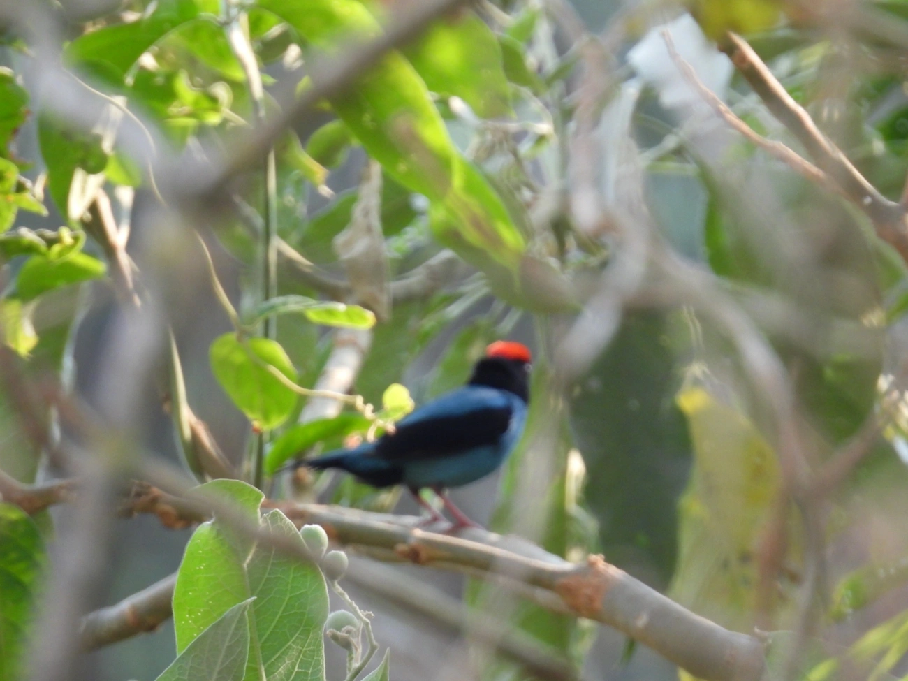 Tangará-dançarino (Chiroxiphia caudata), aves, fotografado em Socorro