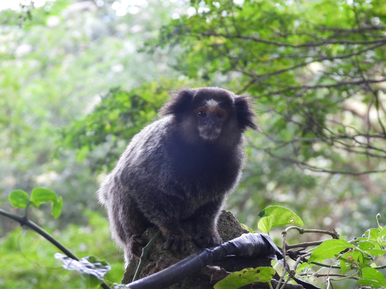 Mico-estrela (Callithrix penicillata), mamíferos, fotografado em Bragança Paulista