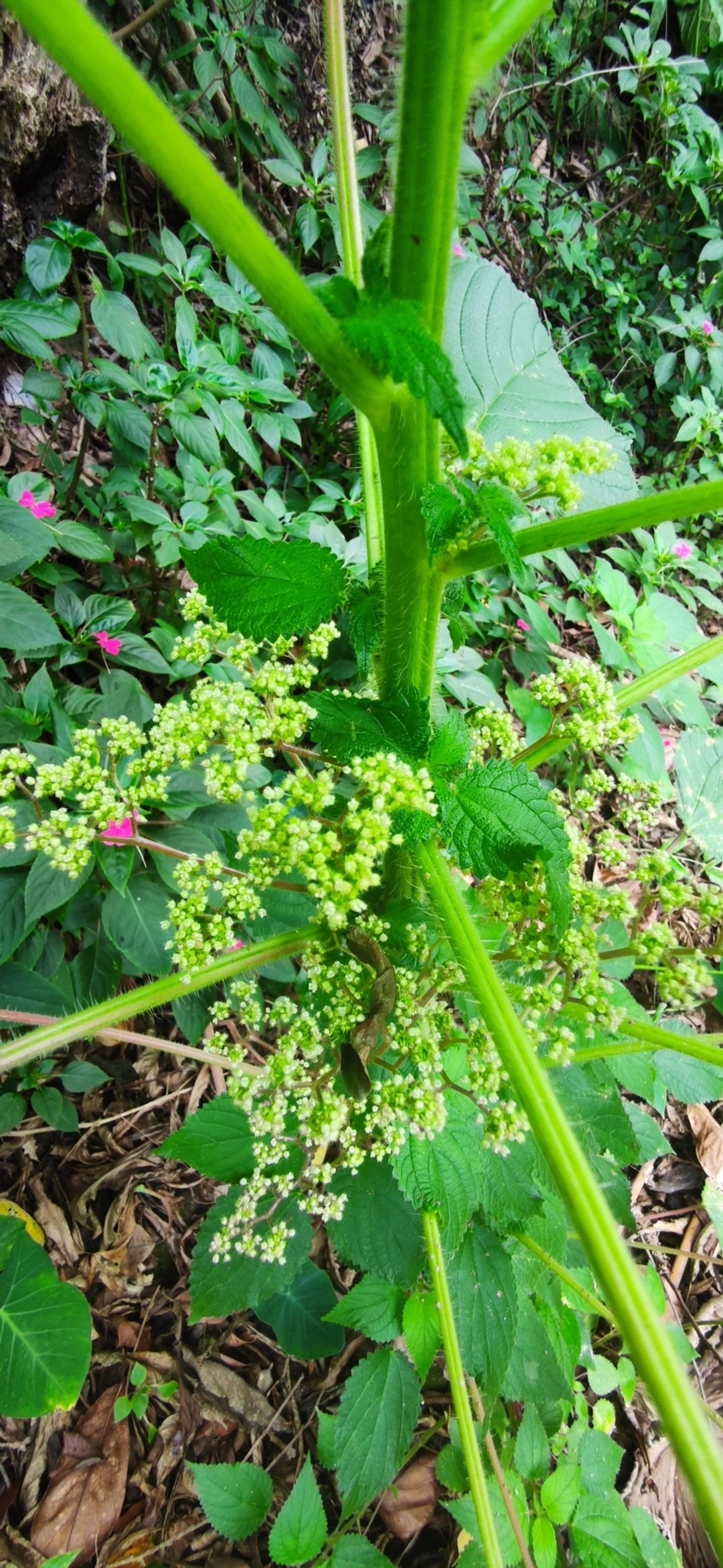 Urtiga-vermelha (Laportea aestuans), plantas, fotografado em Paúba, São Sebastião