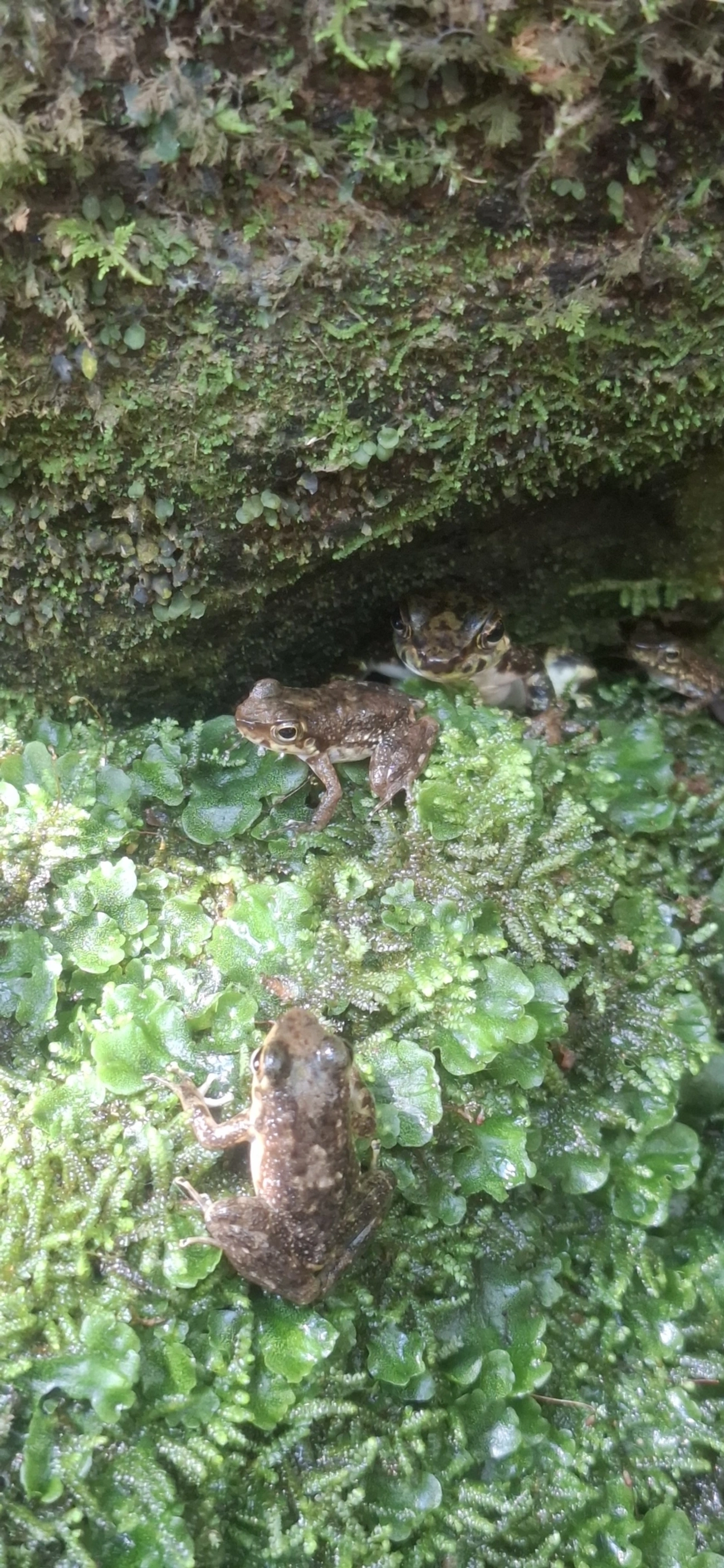 Rã-de-corredeira (Hylodes asper), anfíbios, fotografado em Cachoeira das Sete Quedas Maresias, São Sebastião