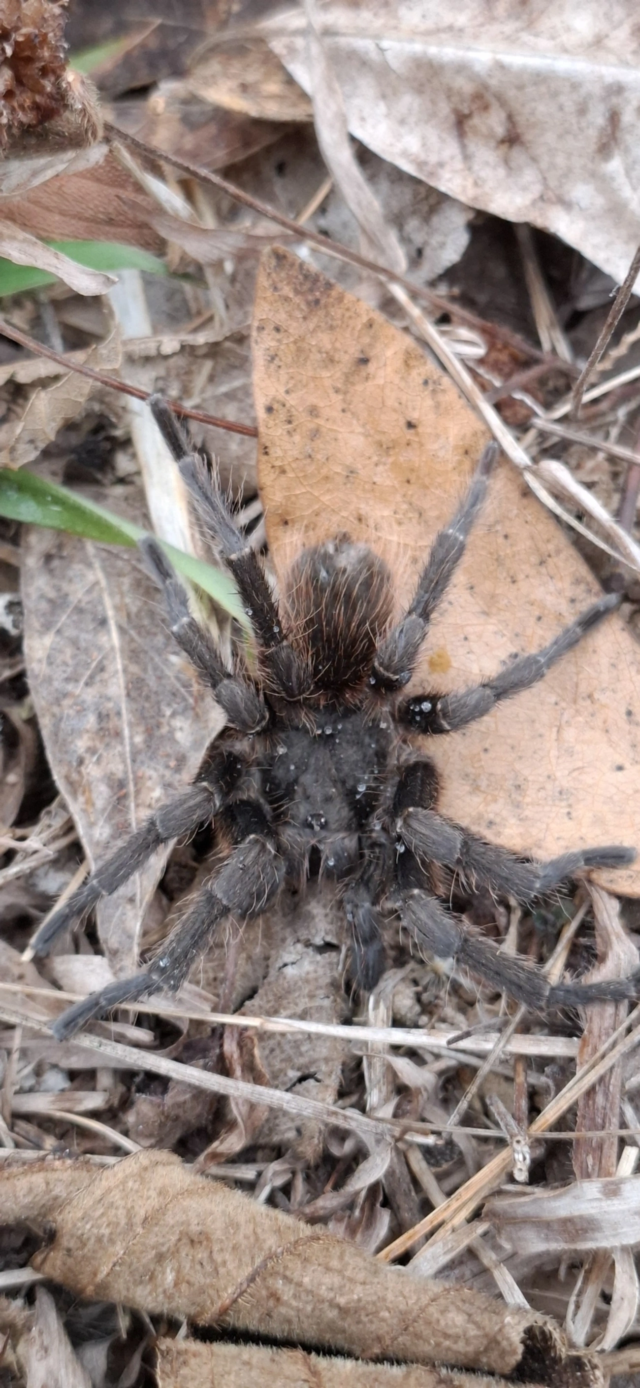 Caranguejeira (Acanthoscurria gomesiana), aracnídeos, fotografado em Itamonte