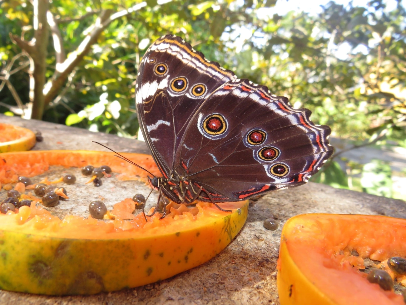 Capitão-do-mato (Morpho helenor), insetos, fotografado em Maresias, São Sebastião