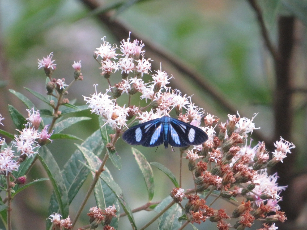 Crambidae, insetos, fotografado em Maresias, São Sebastião