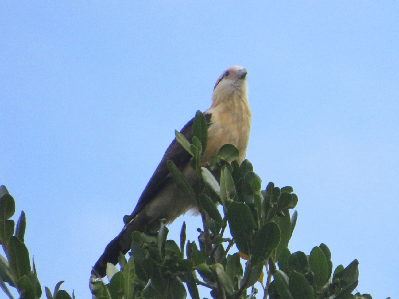 Carrapateiro (Daptrius chimachima), aves, fotografado em Maresias, São Sebastião