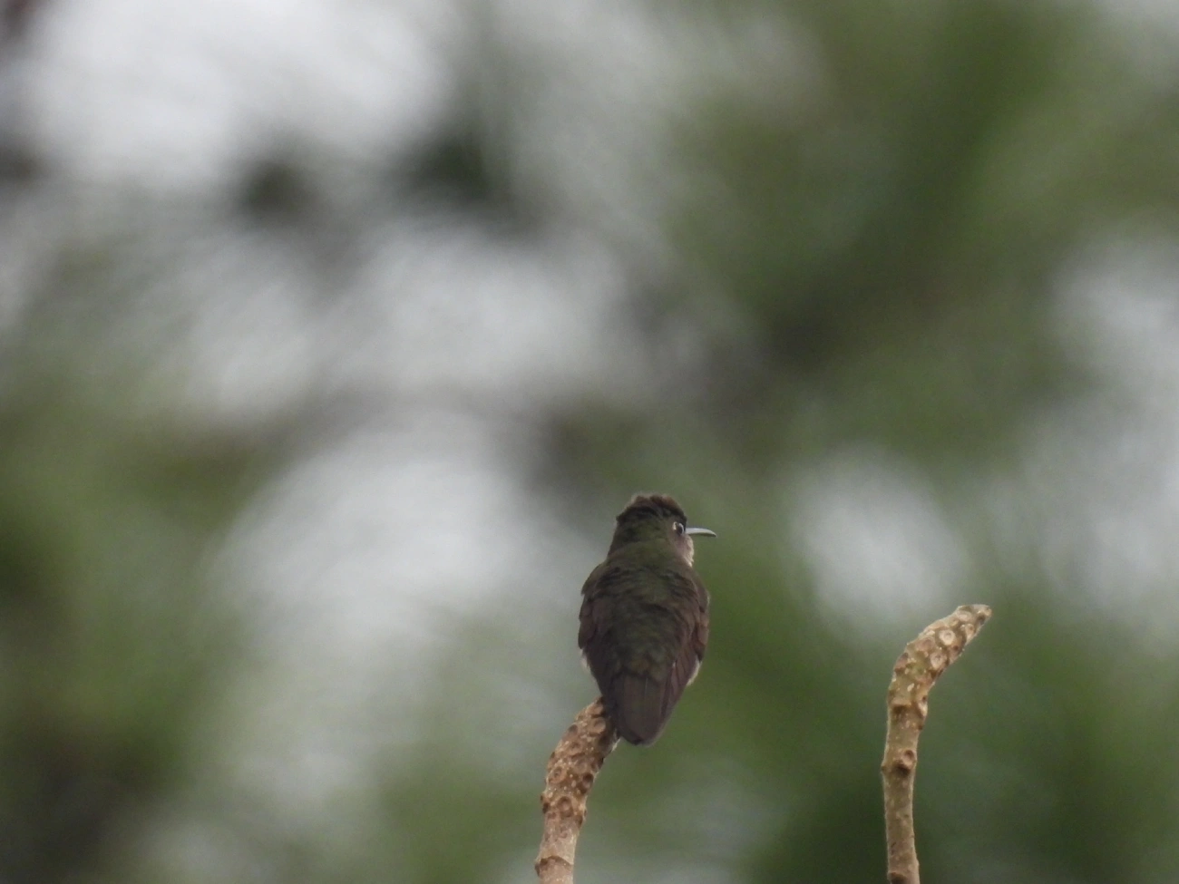 Beija-flor-cinza (Eupetomena cirrochloris), aves, fotografado em Cananéia