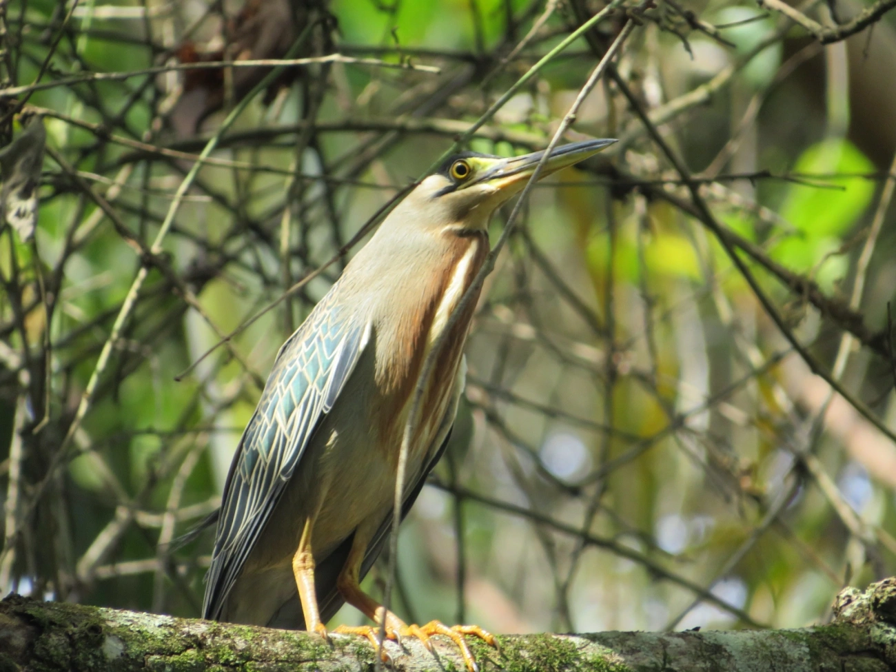 Socozinho (Butorides striata), aves, fotografado em Maresias, São Sebastião