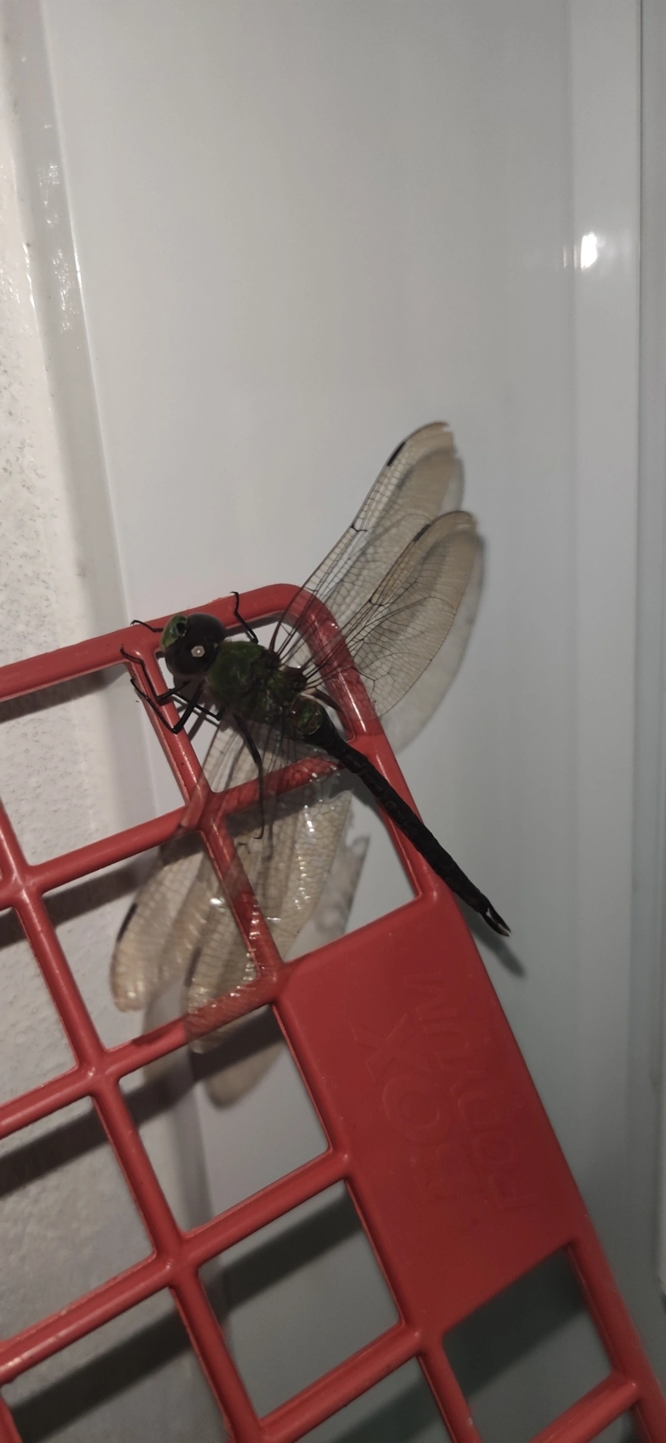 Anax amazili, insetos, fotografado em Maresias, São Sebastião