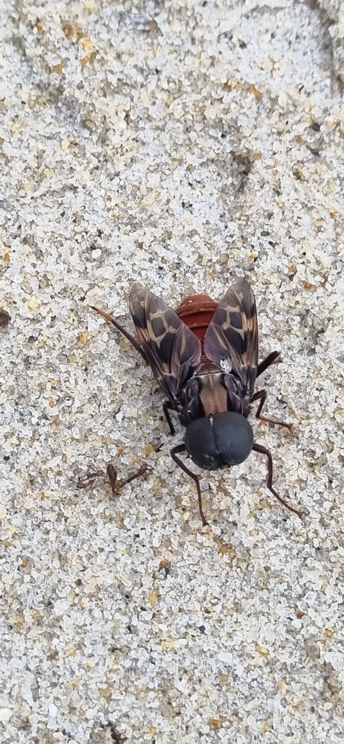 Pantophthalmus, insetos, fotografado em São Sebastião