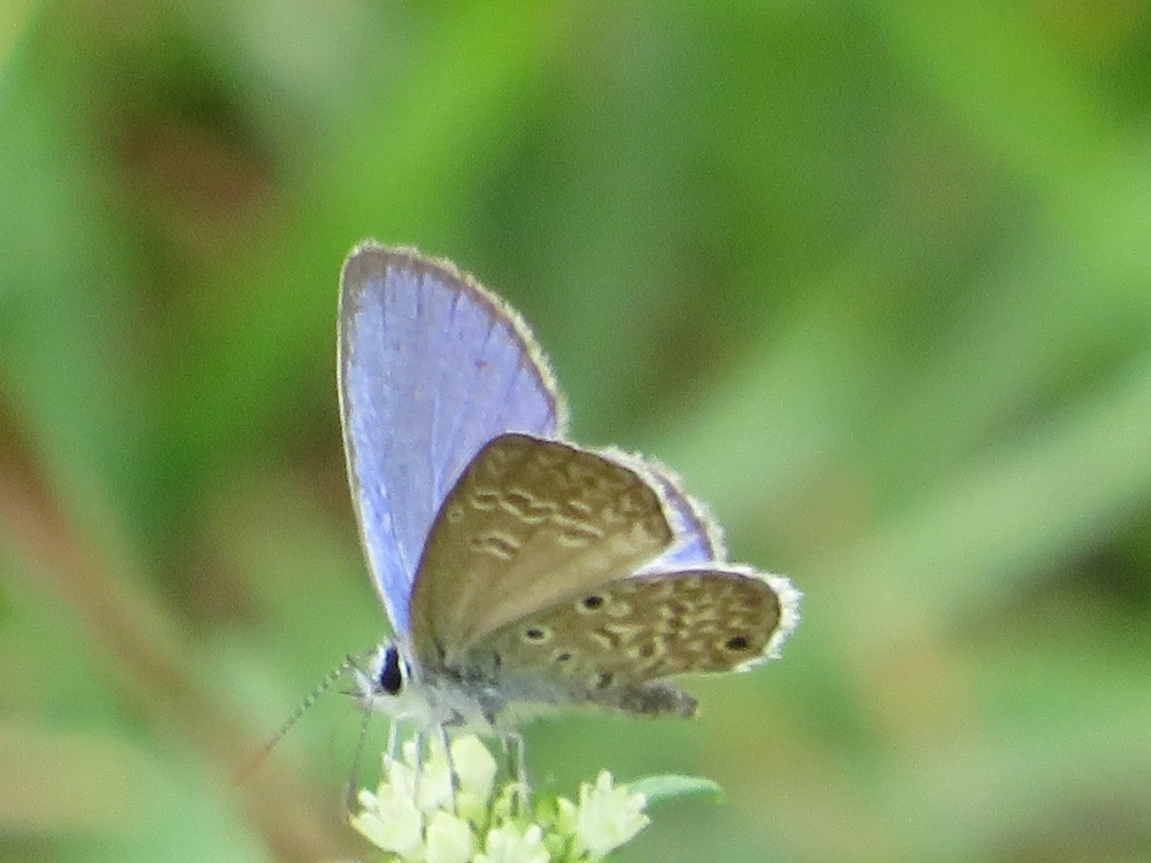 Borboleta-azulzinha-do-trevo (Hemiargus hanno), insetos, fotografado em Maresias, São Sebastião