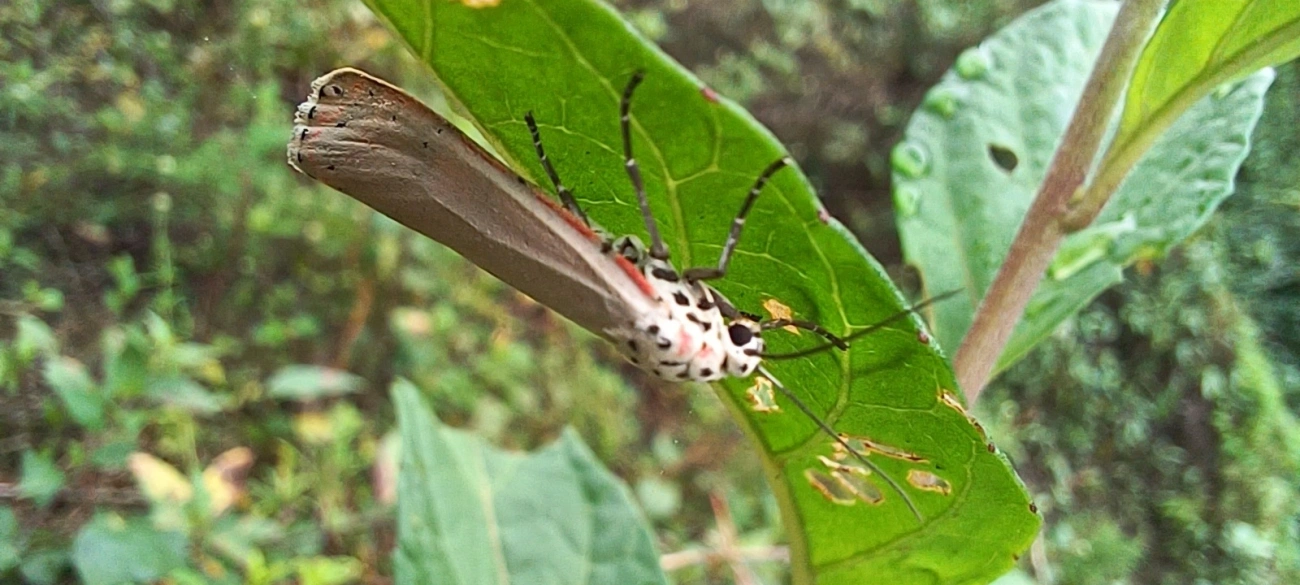 Mariposa-Ornatrix (Utetheisa ornatrix), insetos, fotografado em Maresias, São Sebastião