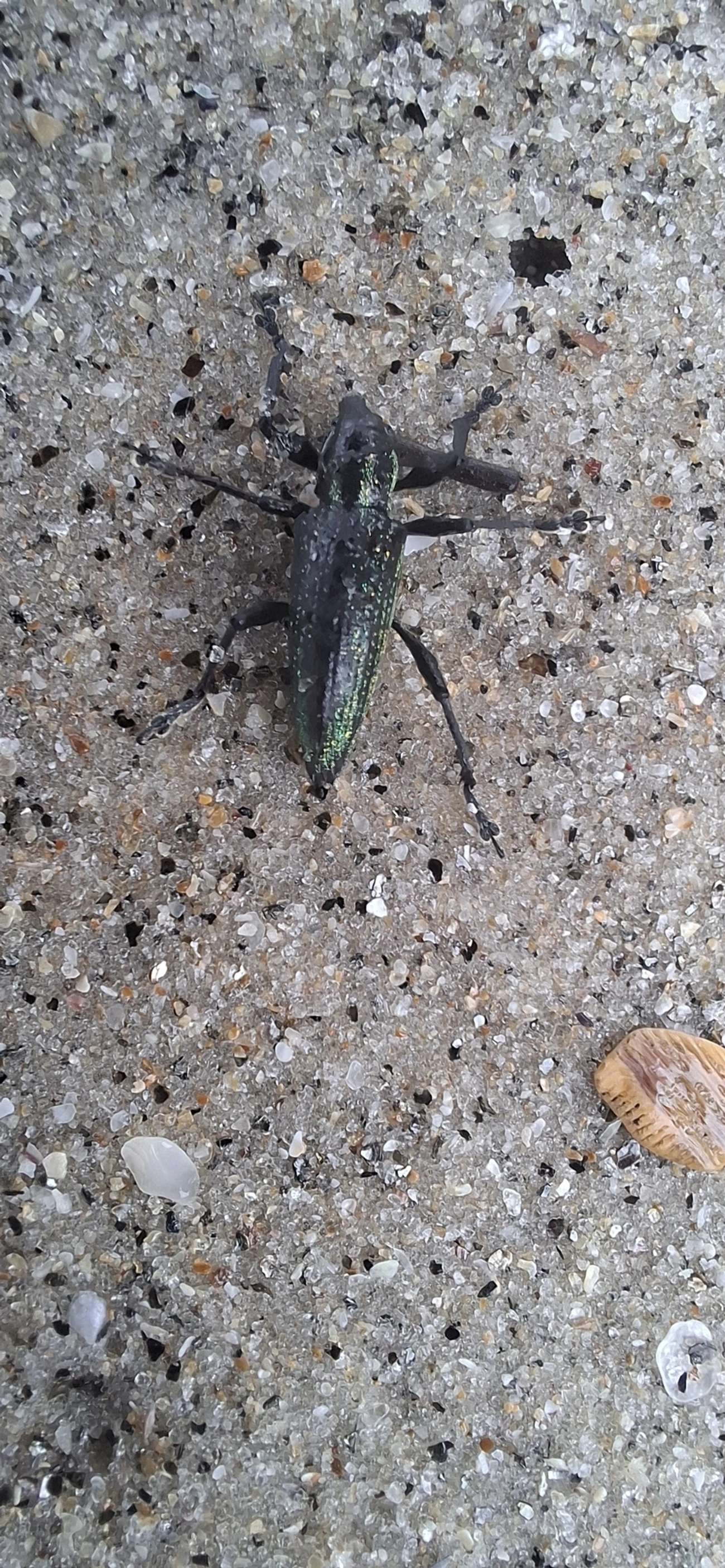 Lordopini, insetos, fotografado em Maresias, São Sebastião