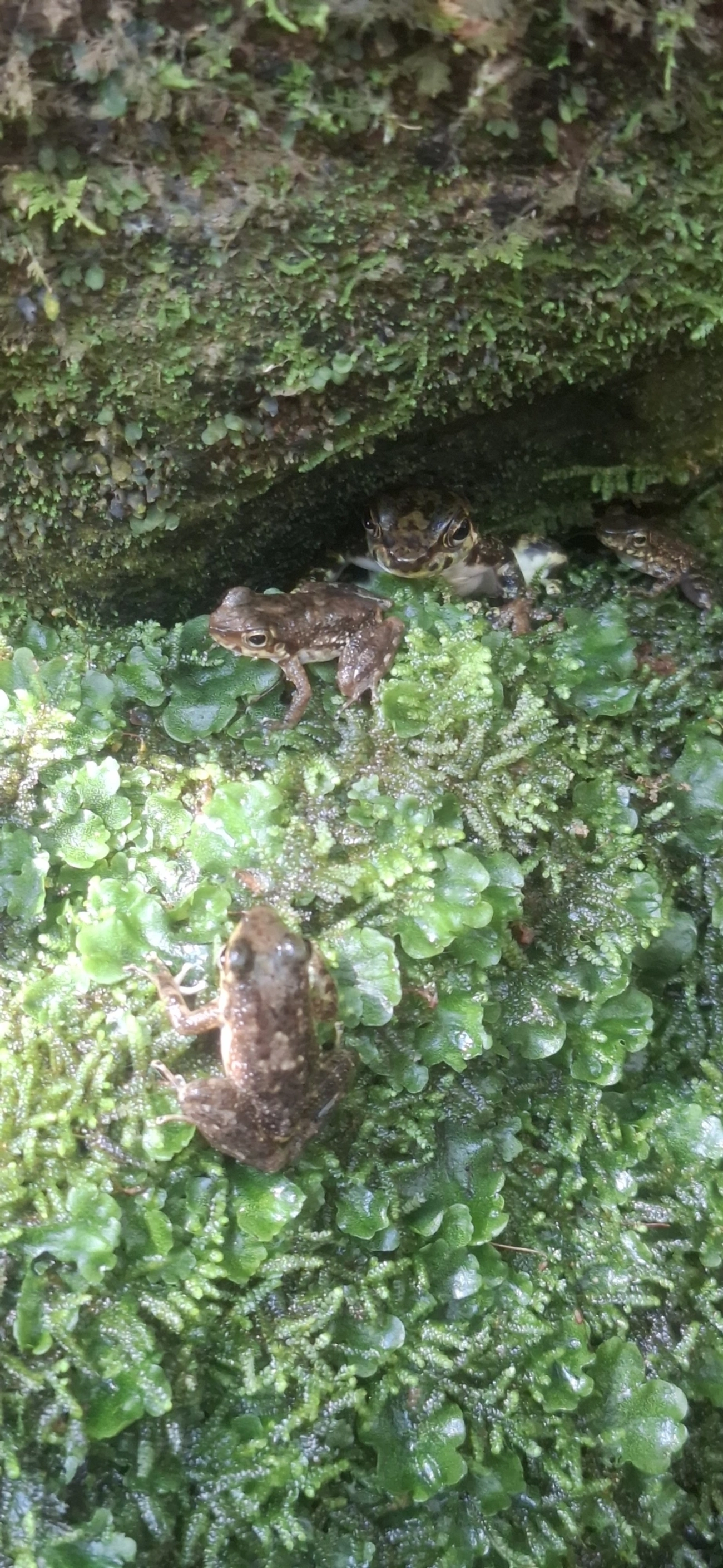 Rã-de-corredeira (Hylodes asper), anfíbios, fotografado em Cachoeira das Sete Quedas Maresias, São Sebastião