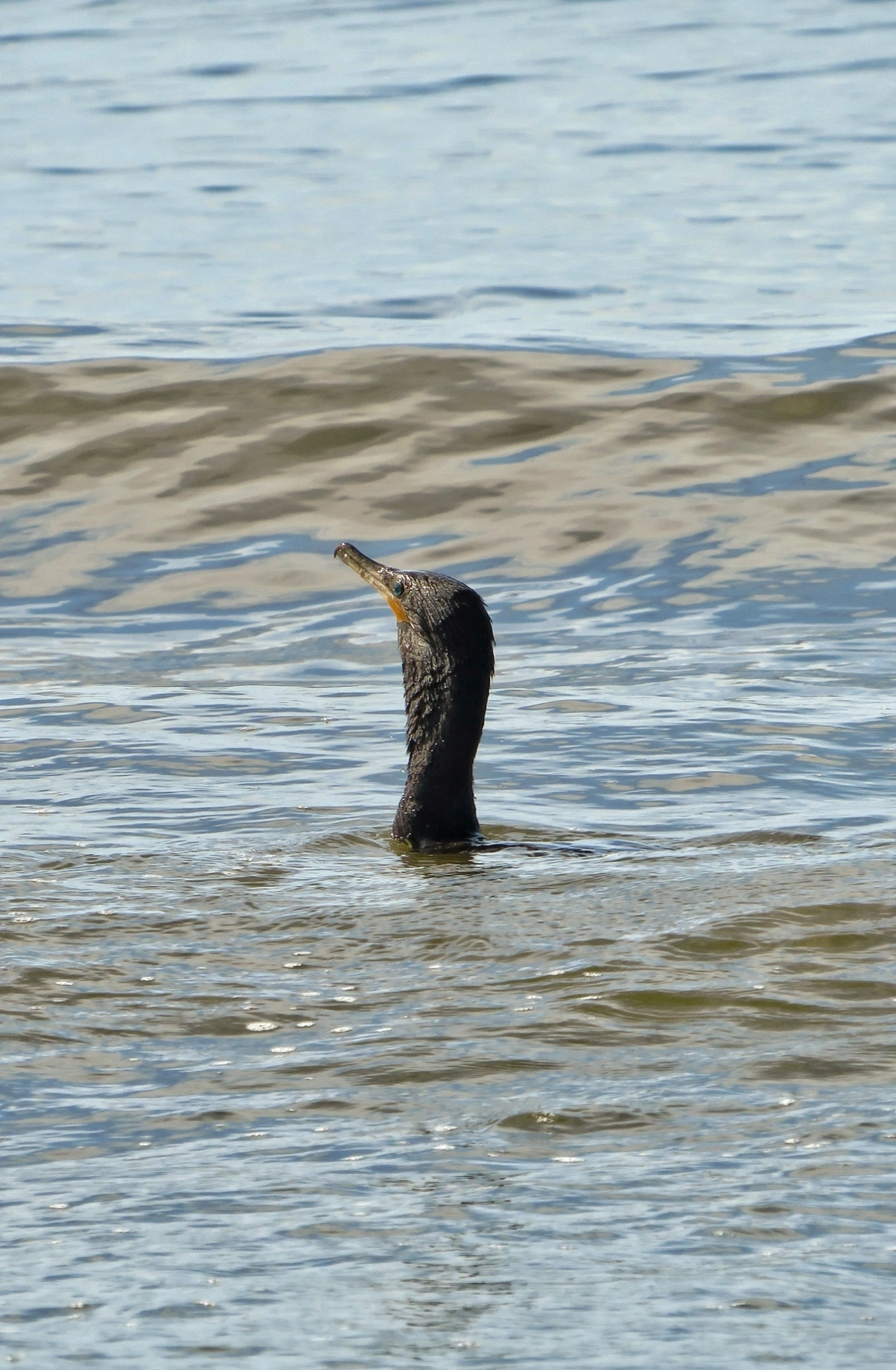 Biguá (Nannopterum brasilianum), aves, fotografado em Indaiá, Caraguatatuba