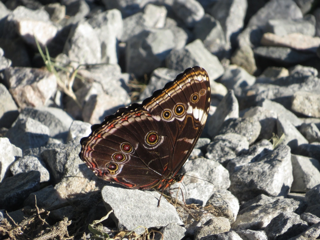 Capitão-do-mato (Morpho helenor), insetos, fotografado em Maresias, São Sebastião