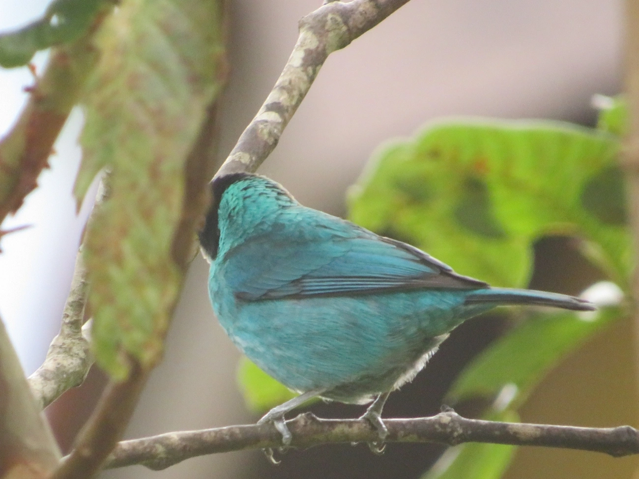Saí-verde (Chlorophanes spiza), aves, fotografado em Maresias, São Sebastião