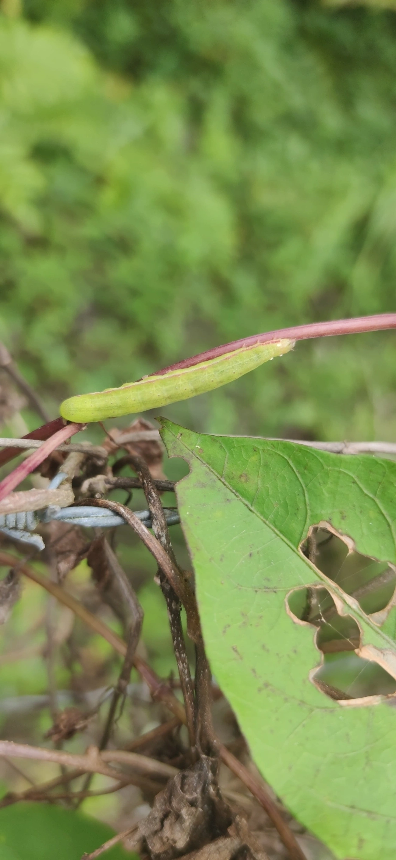 Borboletas e traças (Lepidoptera), insetos, fotografado em Maresias, São Sebastião