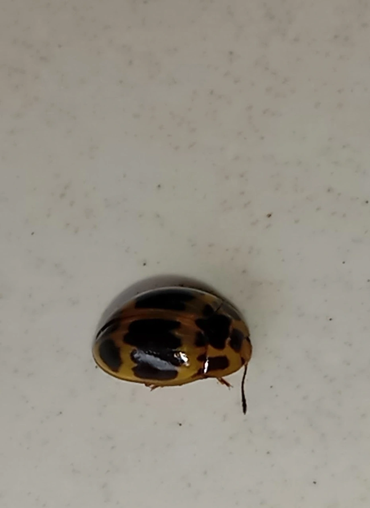 Besouro-do-fungo (Iphiclus signatus), insetos, fotografado em Maresias, São Sebastião