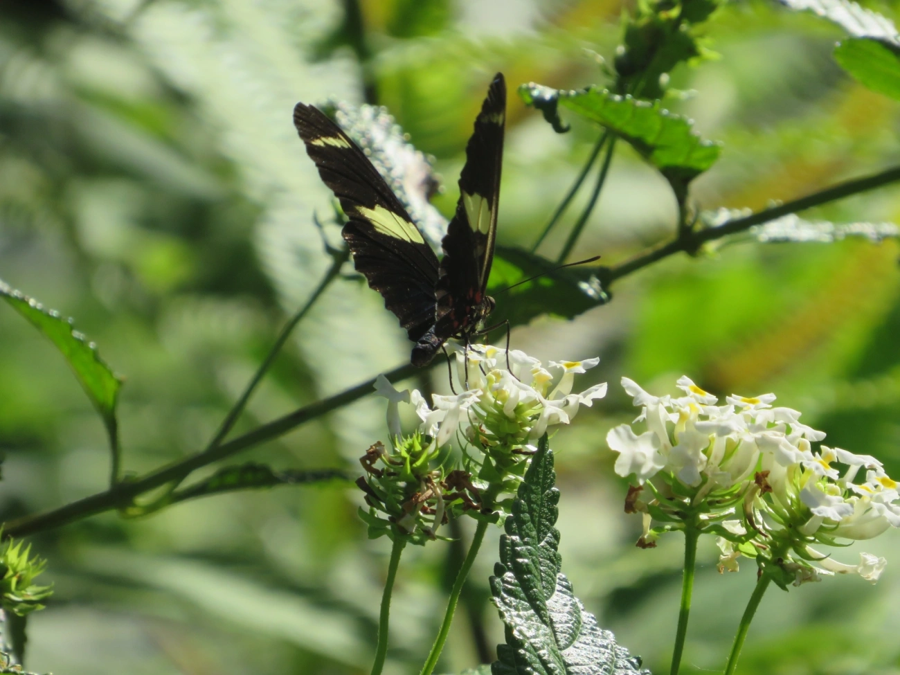Borboleta-sara (Heliconius sara), insetos, fotografado em Maresias, São Sebastião