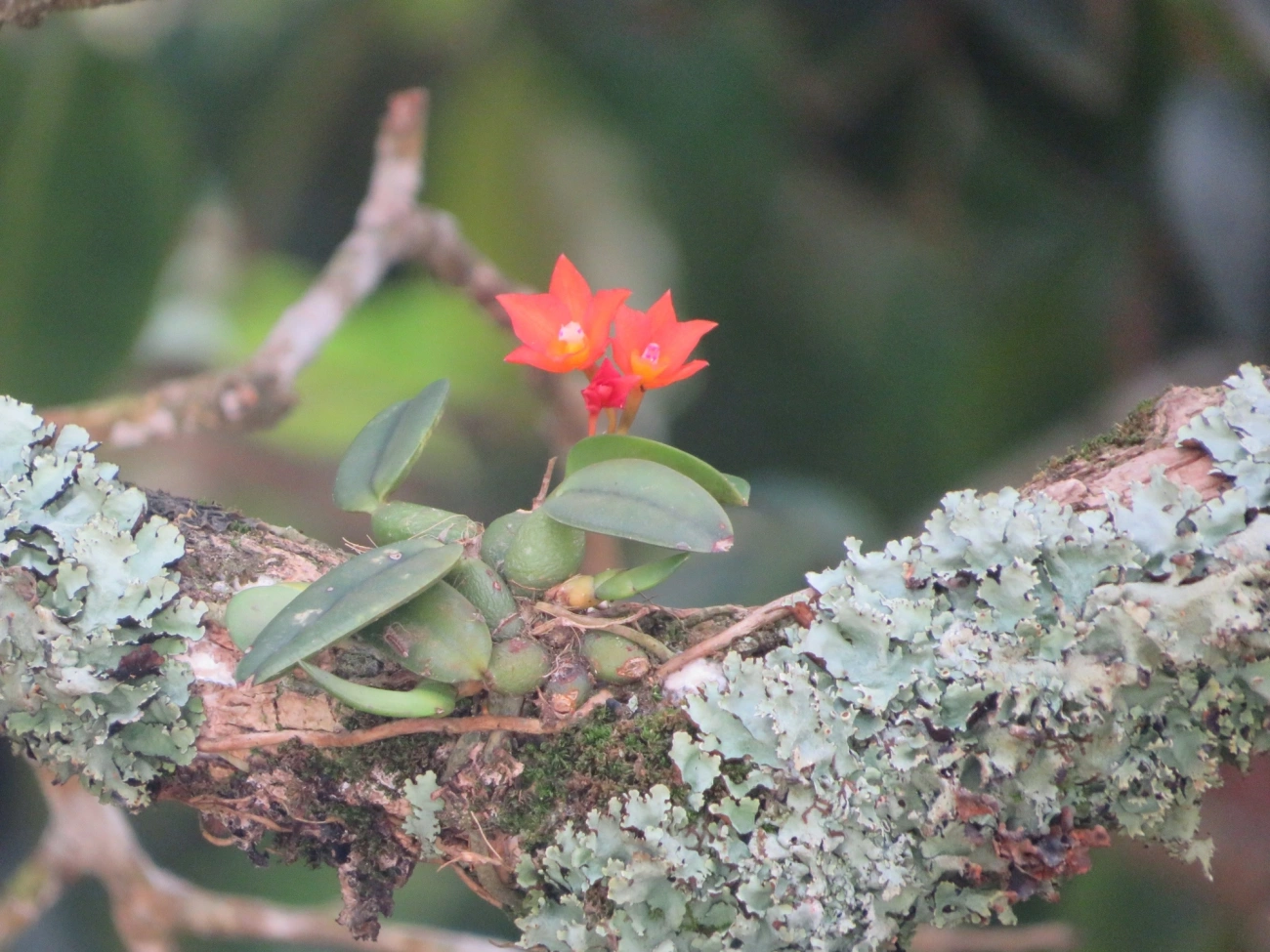 Catleia-cernua (Cattleya cernua), plantas, fotografado em Maresias, São Sebastião