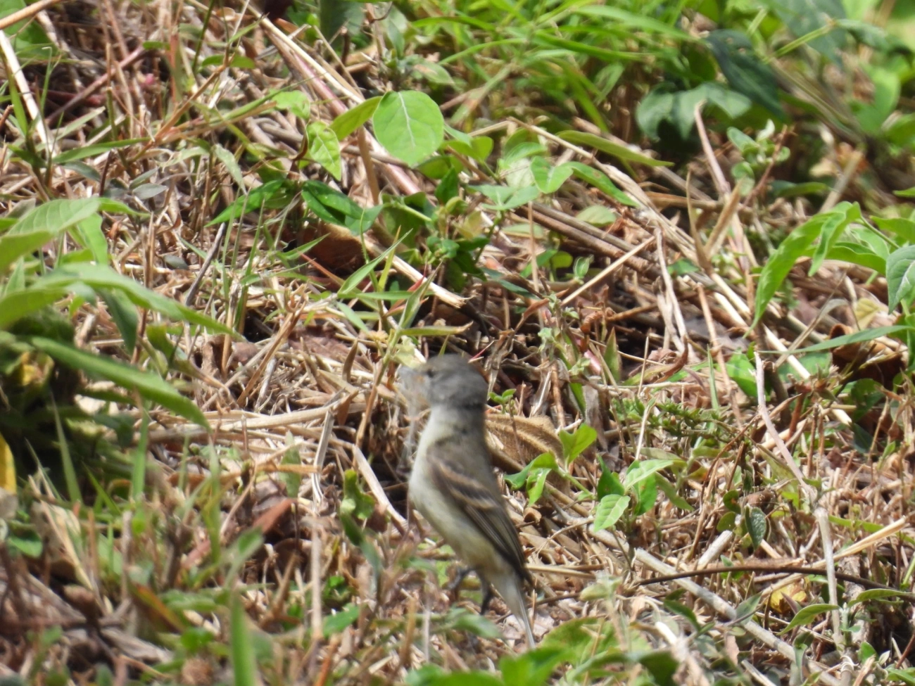 Risadinha (Camptostoma obsoletum), aves, fotografado em Rodovia BR 354, Itamonte
