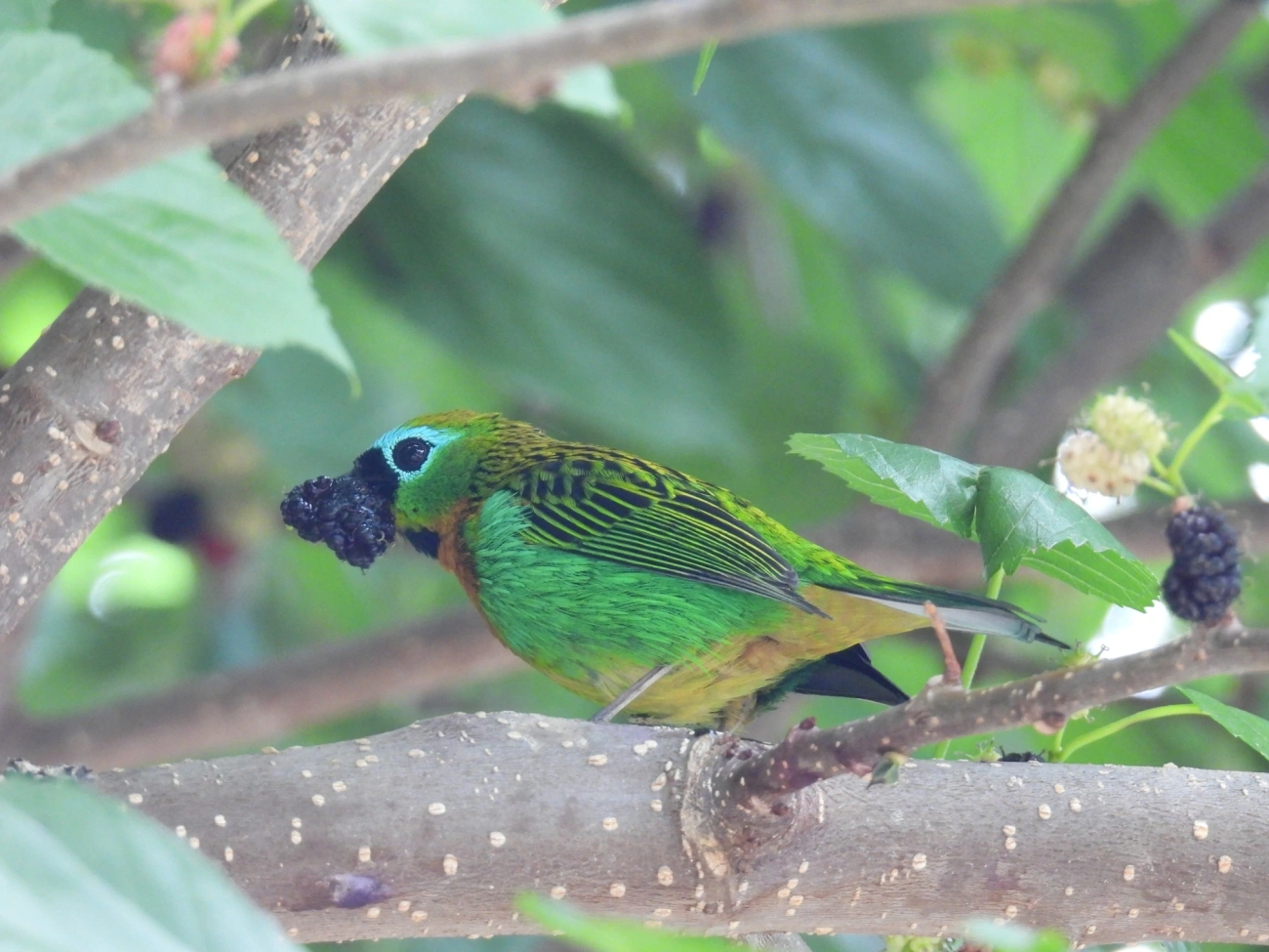 Saíra-lagarta (Tangara desmaresti), aves, fotografado em Itamonte