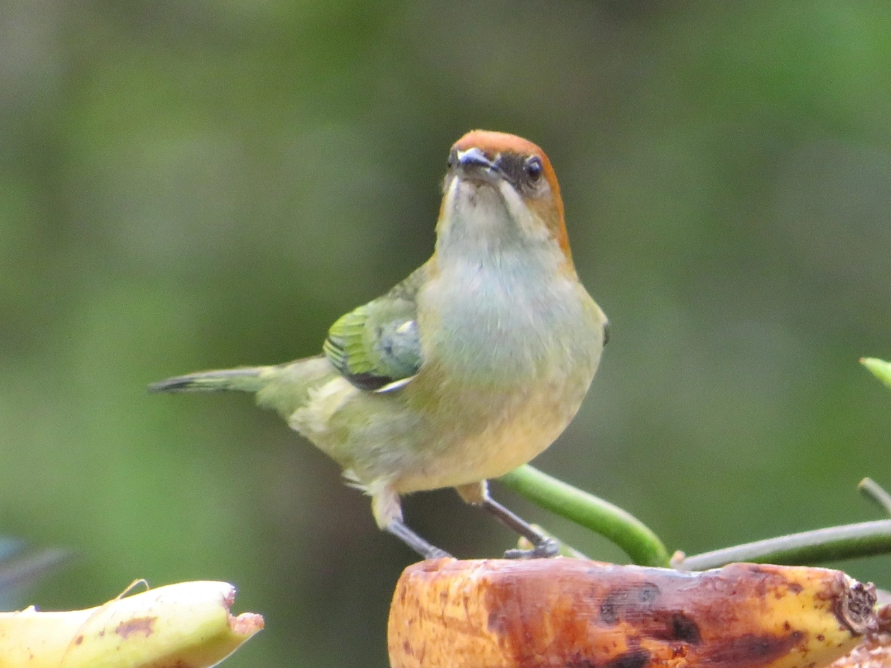 Saíra-sapucaia (Stilpnia peruviana), aves, fotografado em São Sebastião