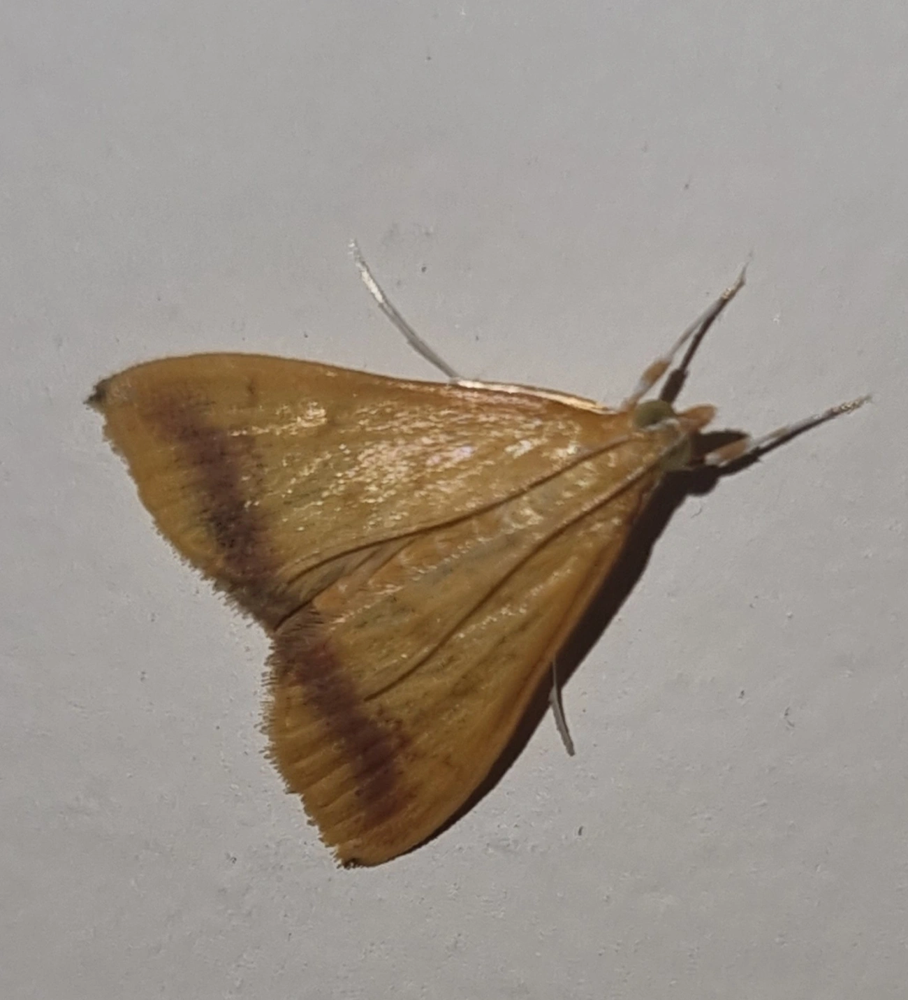 Hyalorista, insetos, fotografado em Maresias, São Sebastião